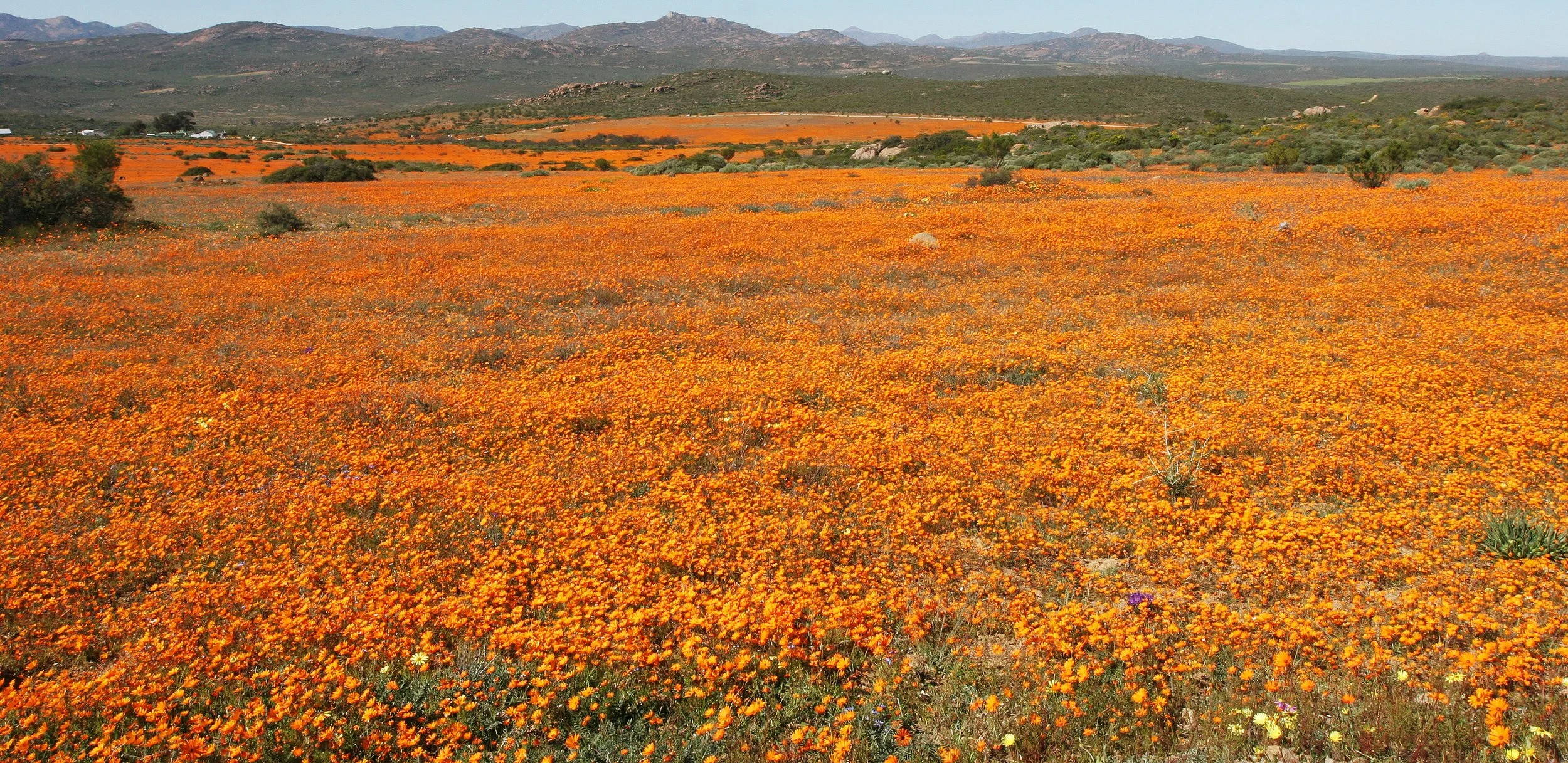 NAMAQUALAND SOUTH AFRICA - WILDFLOWER VIEWING (11).JPG