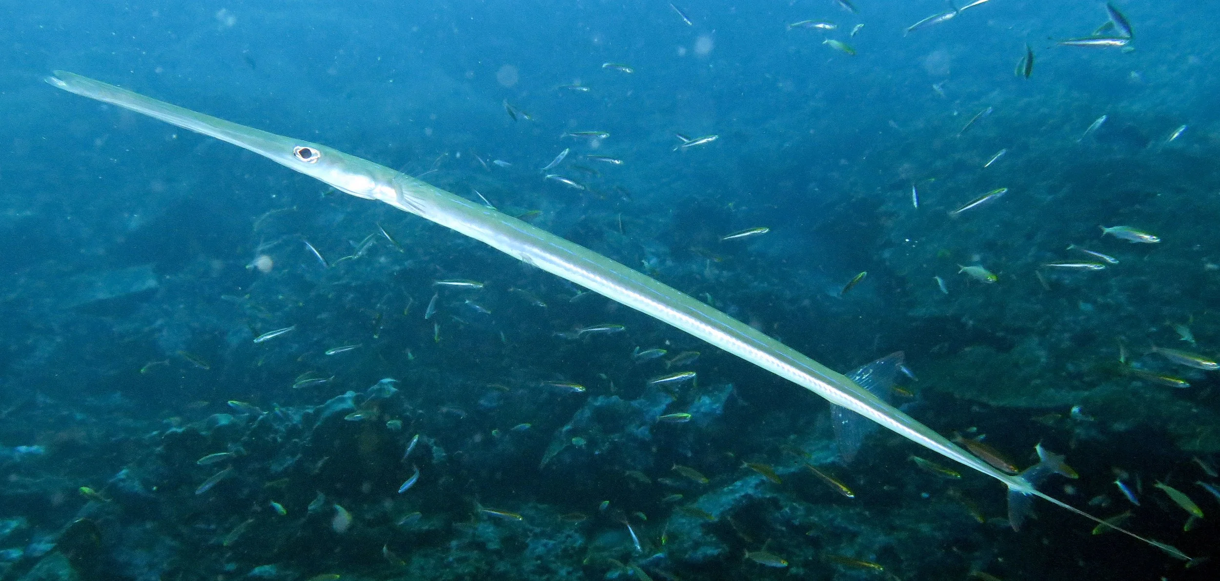 Fistulariidae - Fistularia commersonii - Blue-spotted Cornetfish - Similan Islands Marine Park Thailand (5).JPG