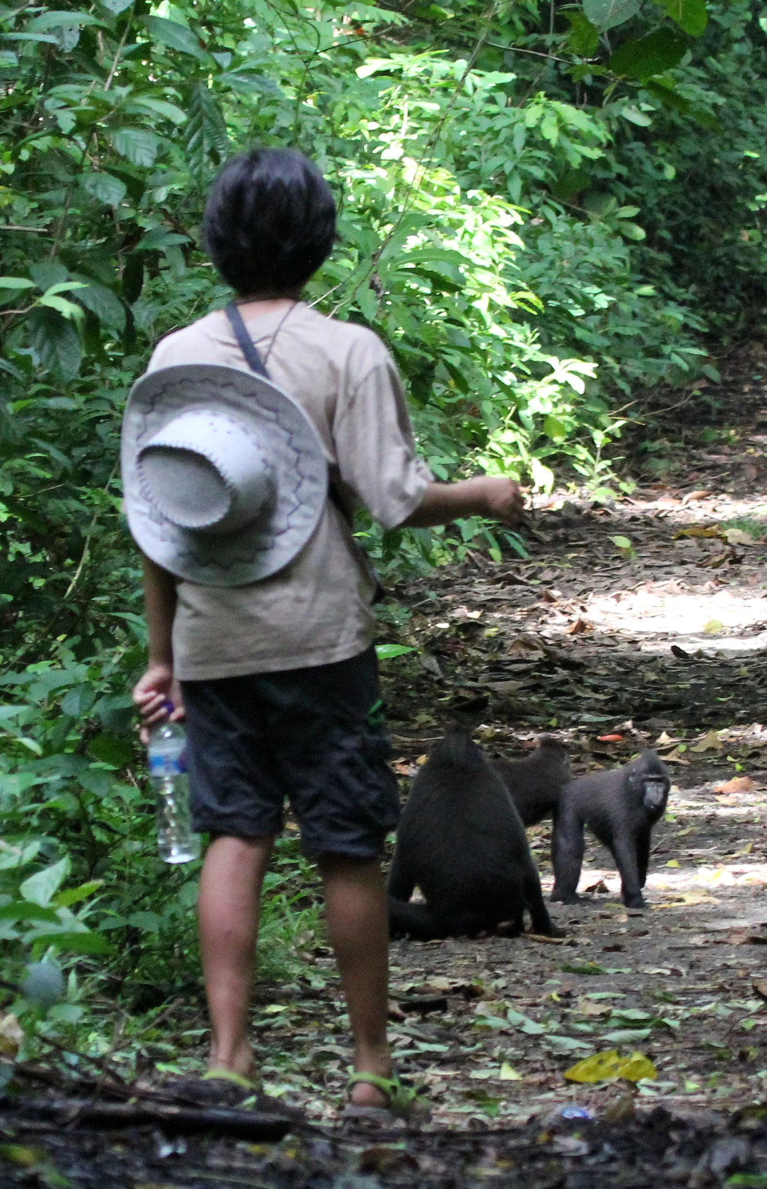 TANGKOKO NATIONAL PARK SULAWESI INDONESIA (14).JPG