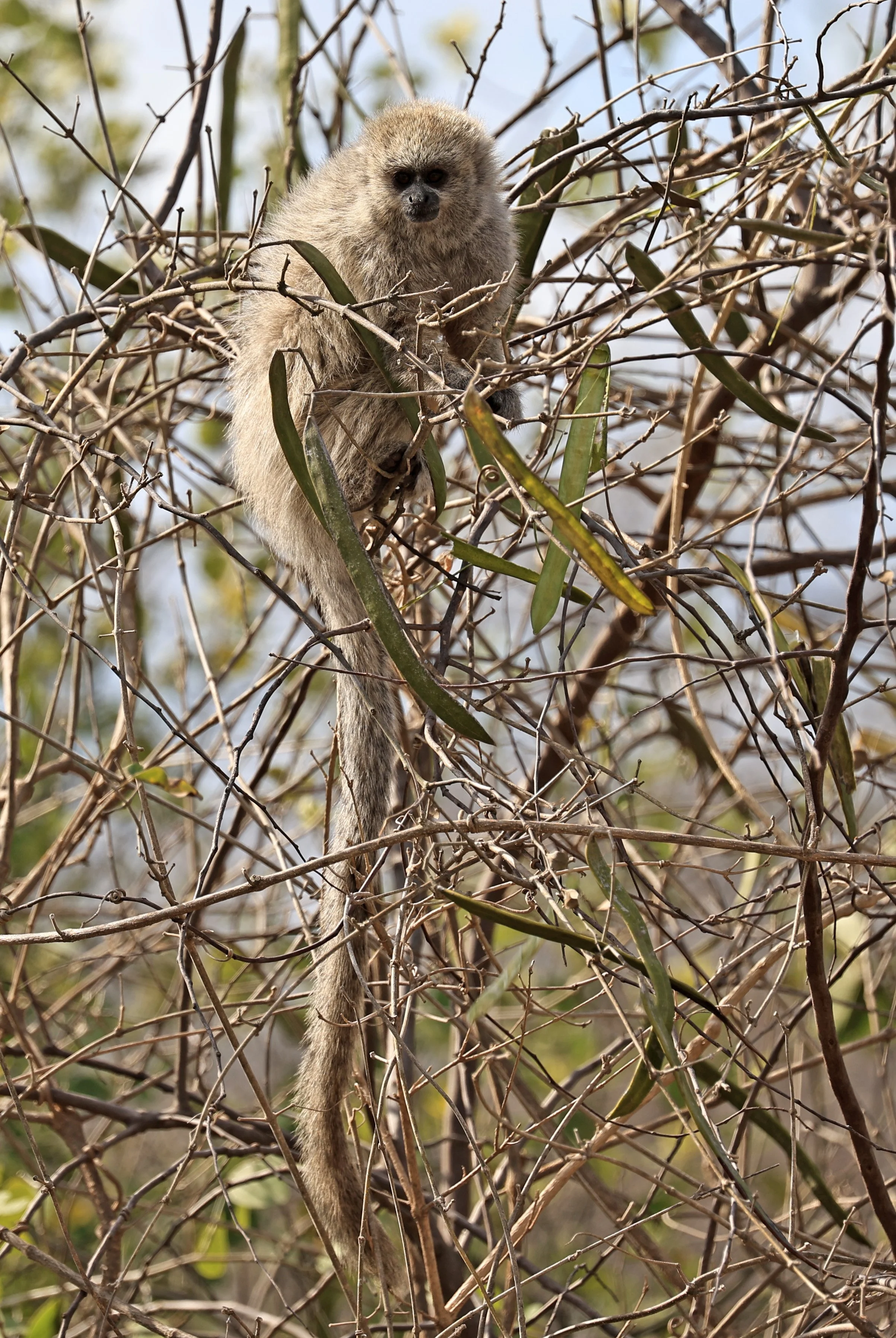 Chacoan Titi (Plecturocebus pallescens) Agua Dulce Paraguay (19).jpg