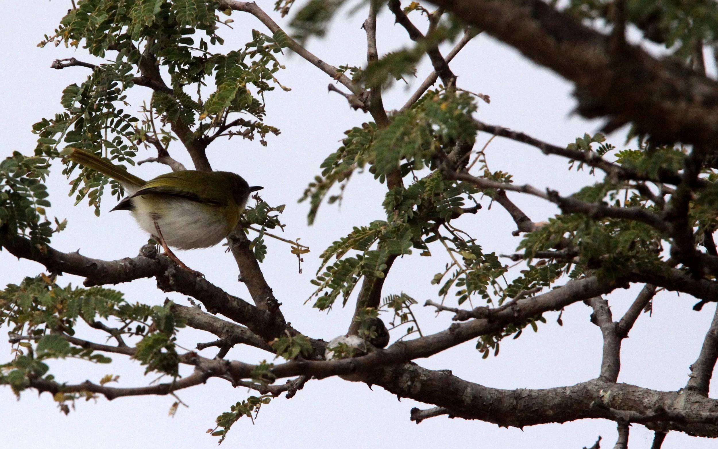 BIRD - APALIS - YELLOW-BRESTED APALIS - APALIS FLAVIDA - SAINT LUCIA RESERVE SOUTH AFRICA.JPG