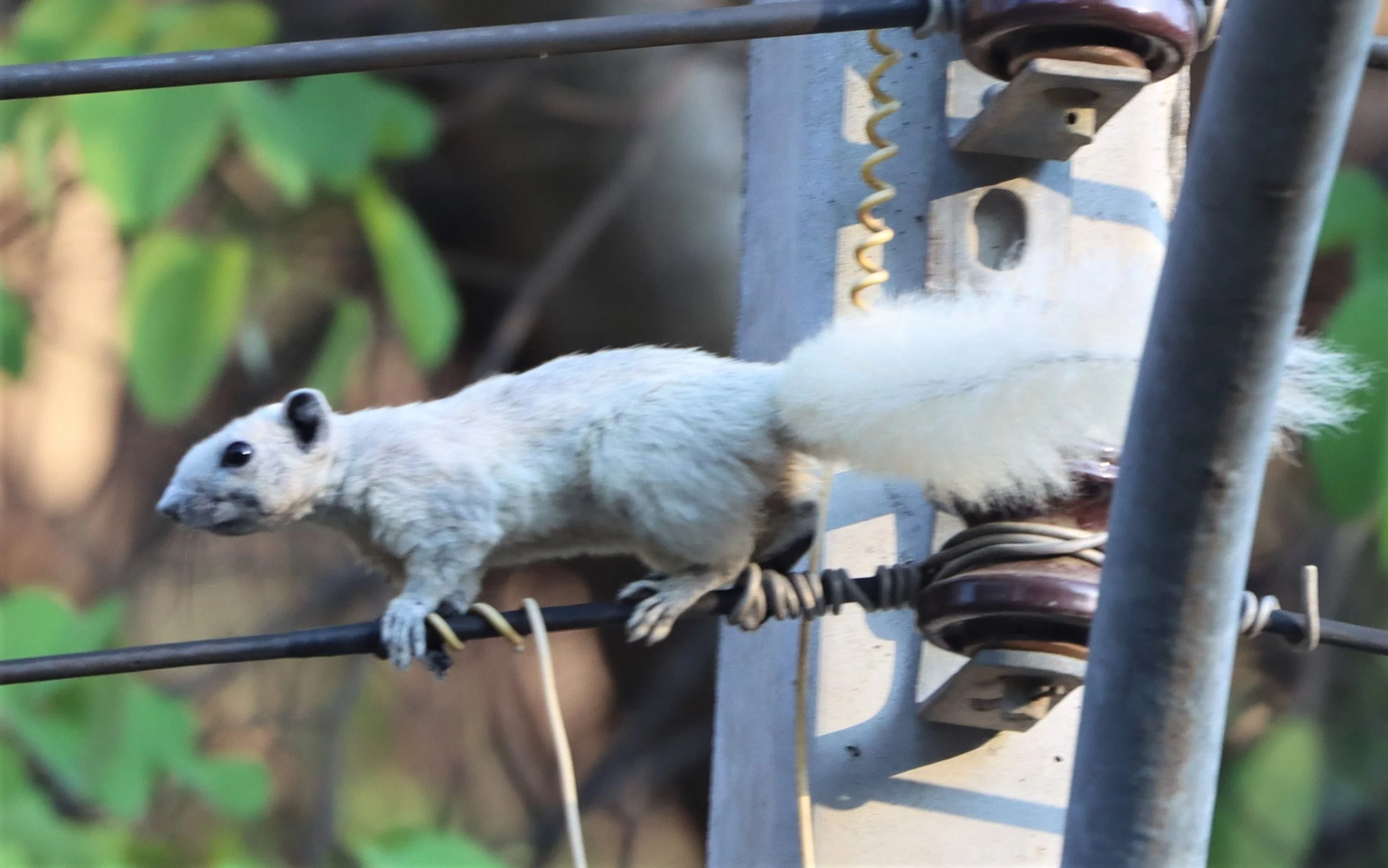 Callosciuris finlaysonii finlaysoni - FINLAYSON'S VARIABLE SQUIRREL - PAK CHONG  (4).jpg