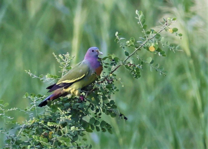 Pink-necked green pigeon (Treron vernans) Thap Yao Rice Fields Lat Krabang Thailand (64).JPG