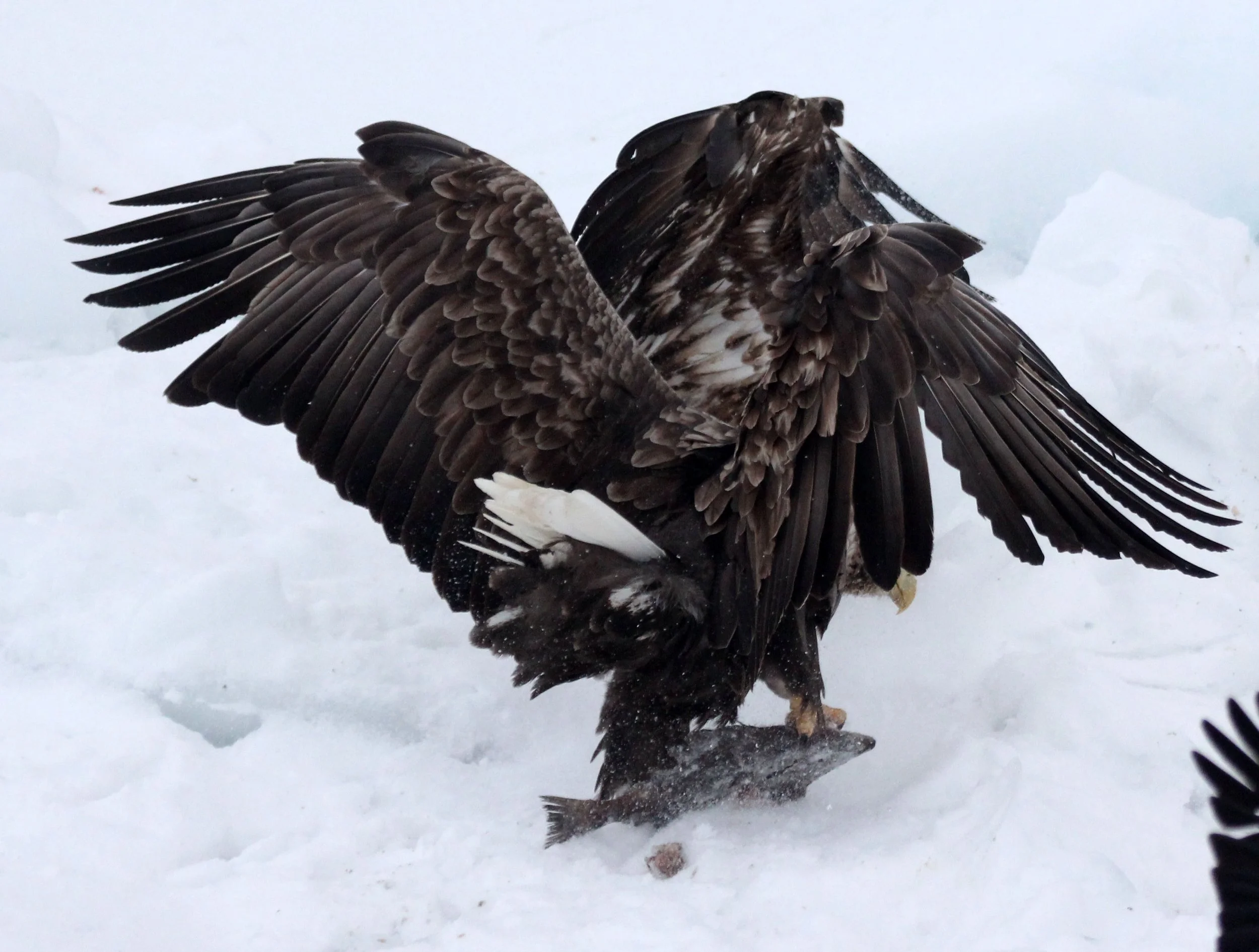 BIRD - EAGLE - WHITE-TAILED EAGLE - RAUSU - SHIRETOKO PENINSULA & NATIONAL PARK - HOKKAIDO JAPAN (41).JPG