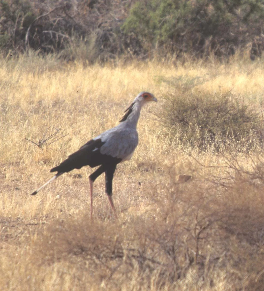 BIRDS - SECRETARY BIRD A.jpg