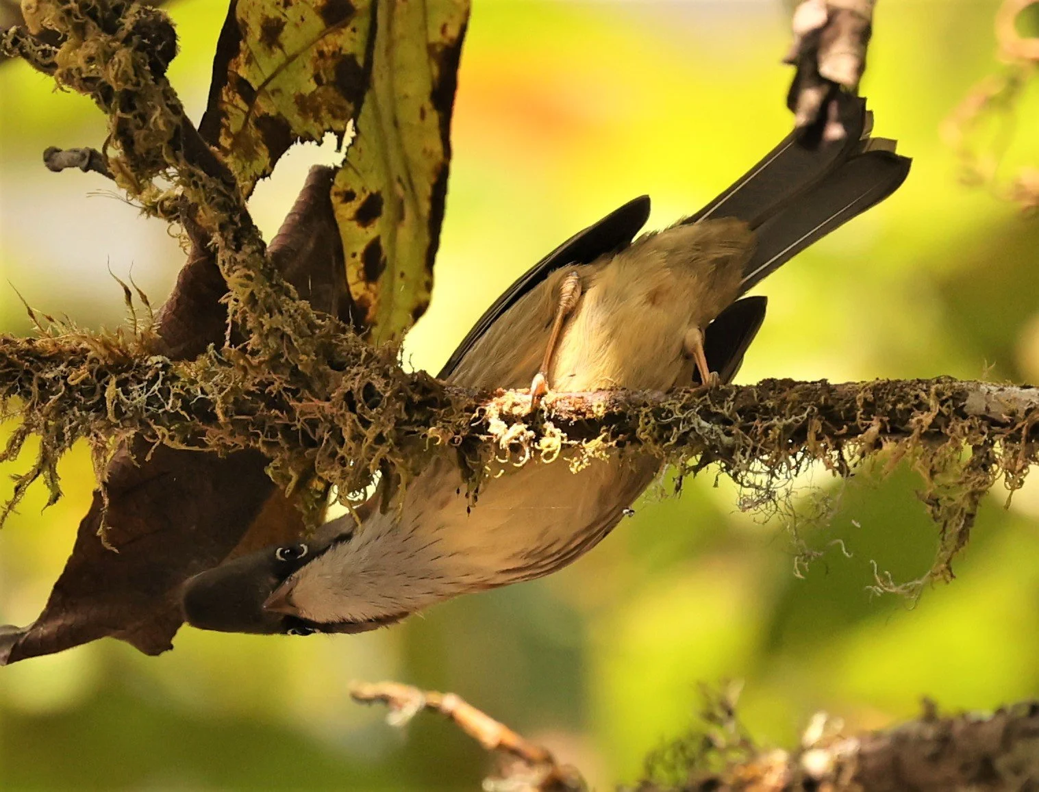 Whiskered Yuhina (Yuhina flavicollis) Doi Lan East, Doi Pha Hom Pok NP, Chiang Mai Thailand (30).jpg