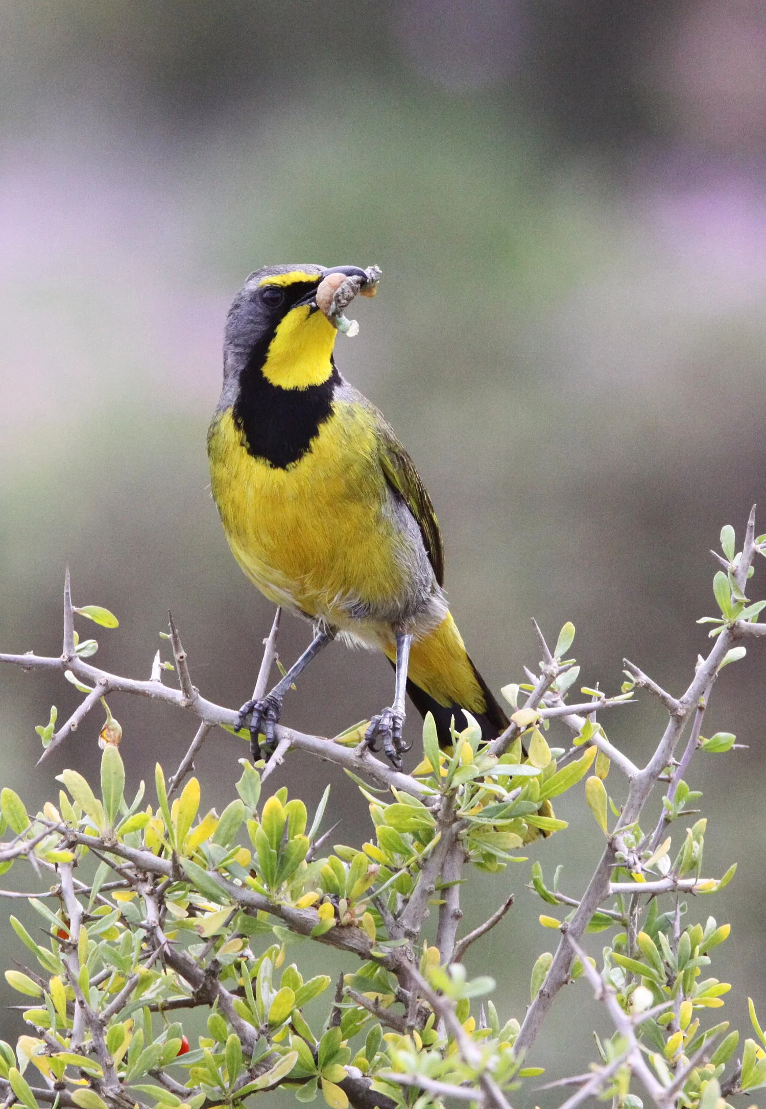 Bokmakierie (Telophorus zeylonus) West Coast NP South Africa (1).JPG