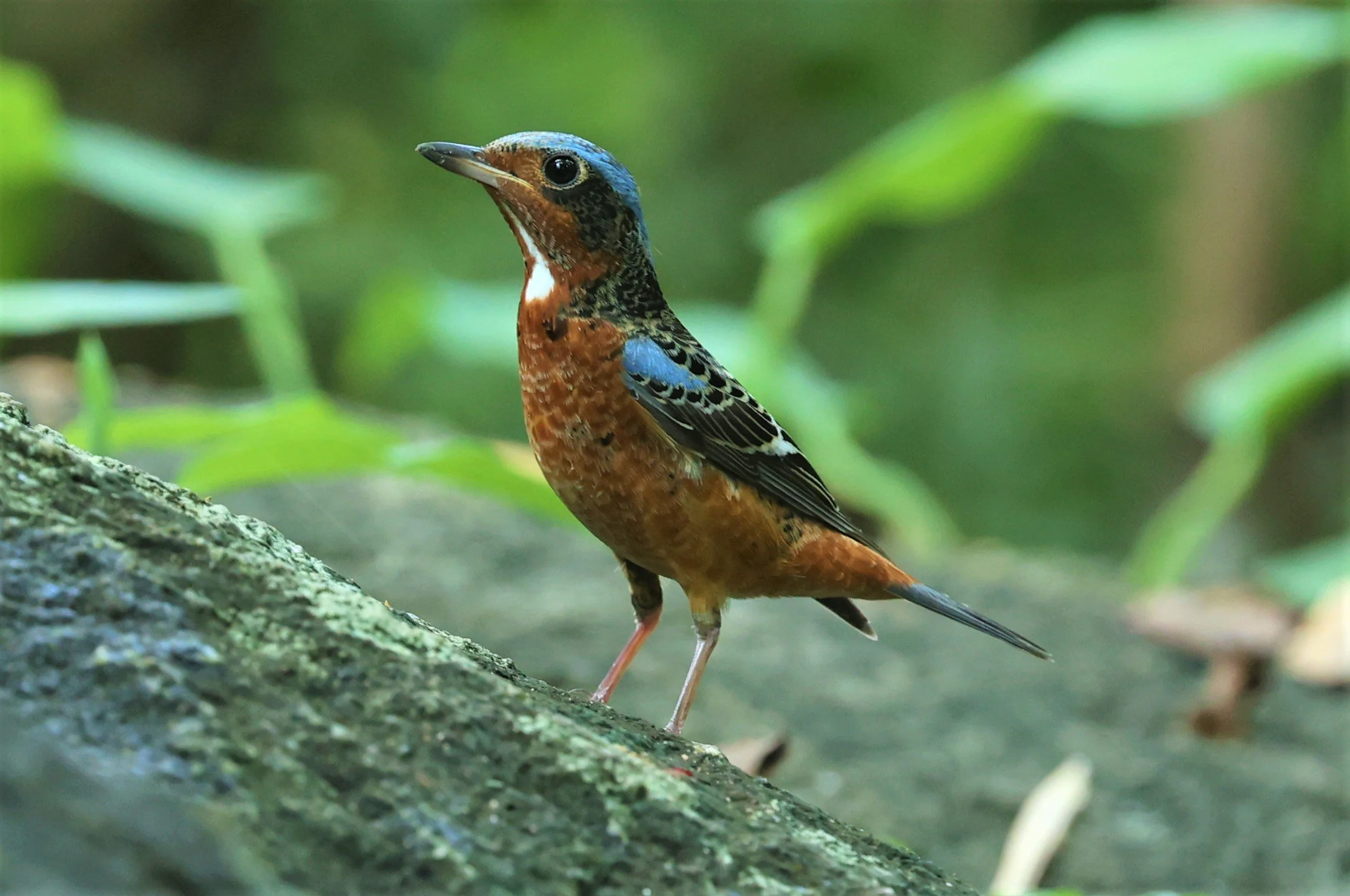 ROCK-THRUSH - WHITE-THROATED ROCK-THRUSH - Monticola gularis - WAT THAM PRATHUM CHONBURI March 2022 (17).jpg