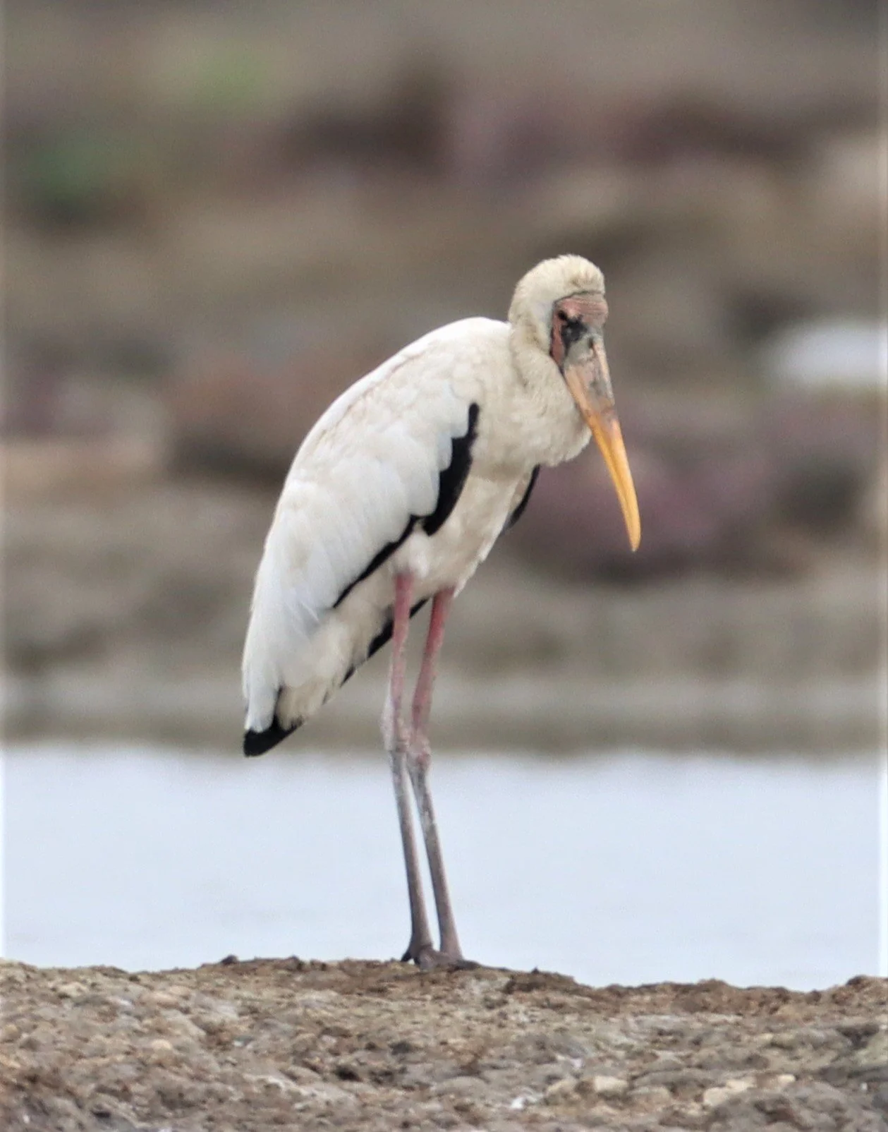STORK - MILKY STORK - Mycteria cinerea - KHLONG TAMRU CHONBURI (40).jpg