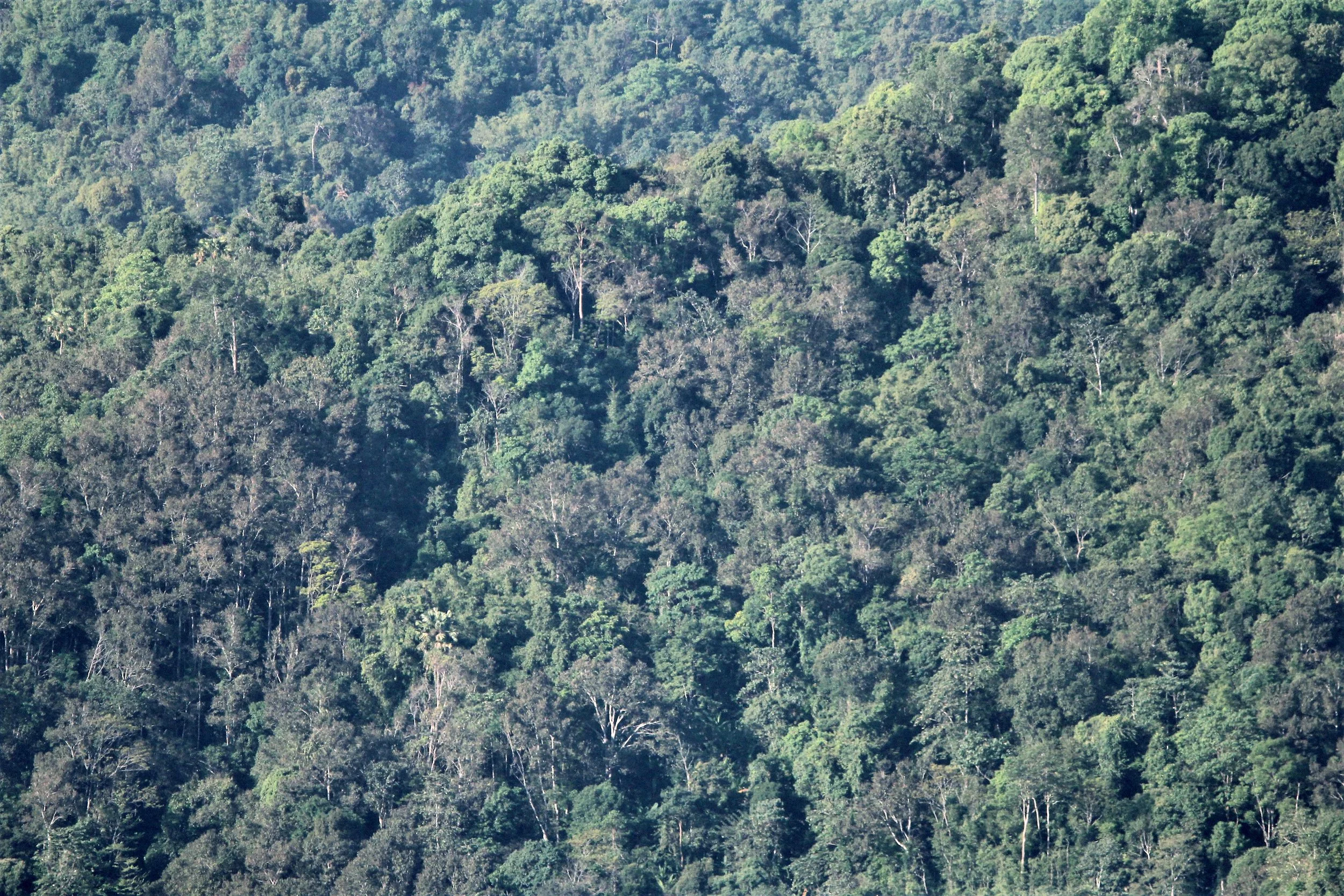Dry Everygreen Forest of Mae Wong NP
