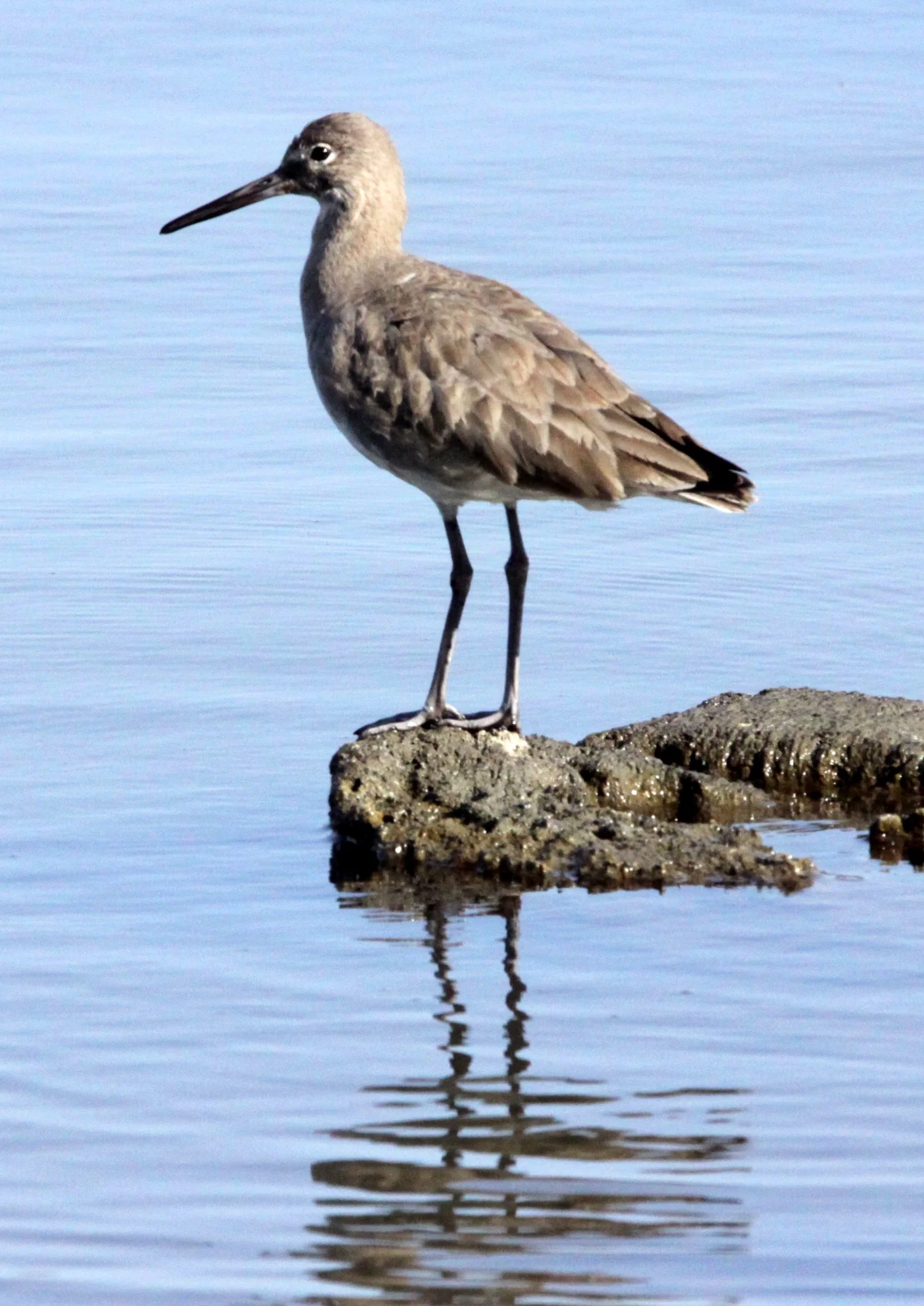 BIRD - WILLET - ARCATA MARSH CALIFORNIA (16).JPG