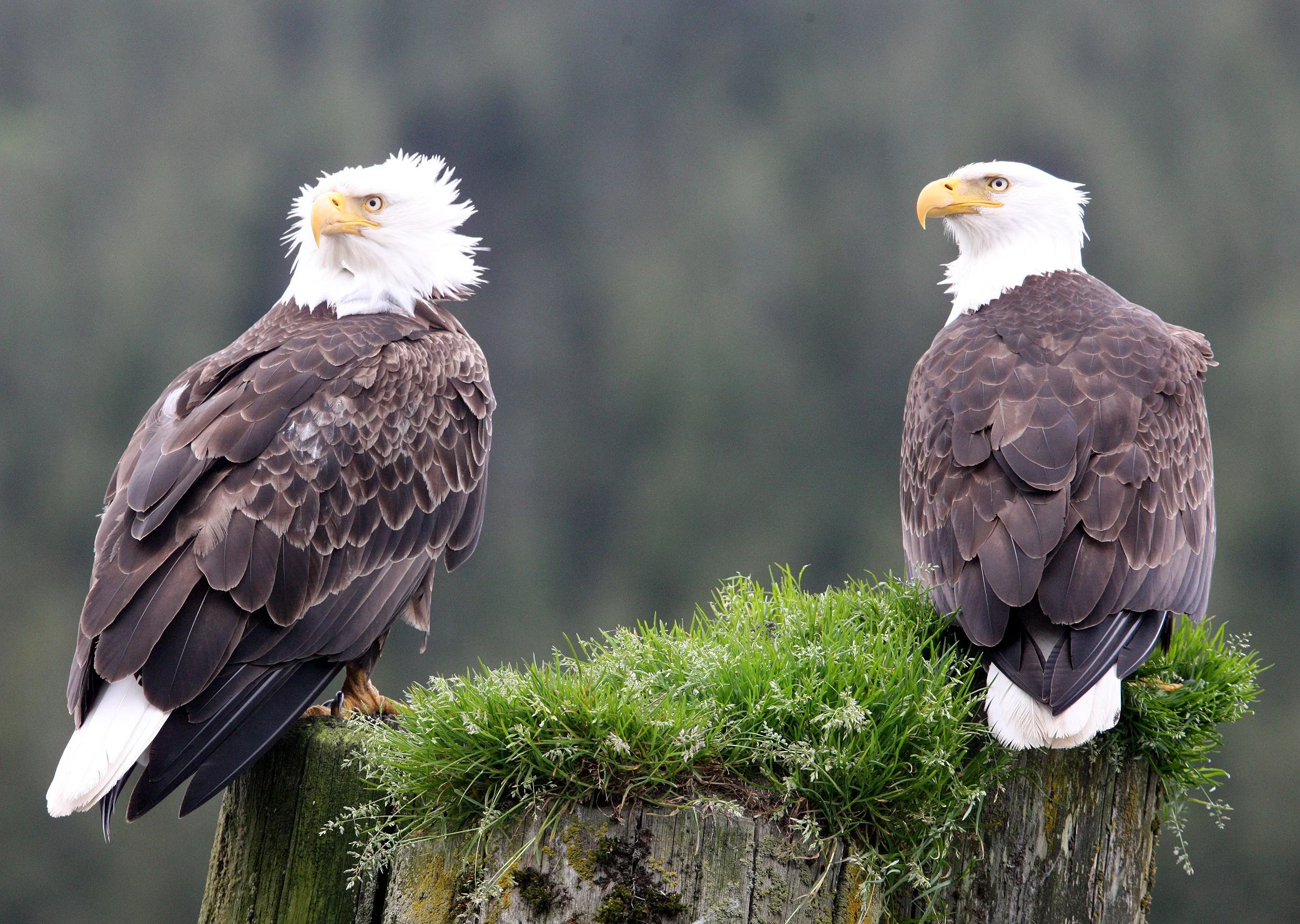 Haliaeetus leucocephalus - AMERICAN BALD EAGLE - KNIGHT INLET BRITISH COLUMBIA (105).JPG