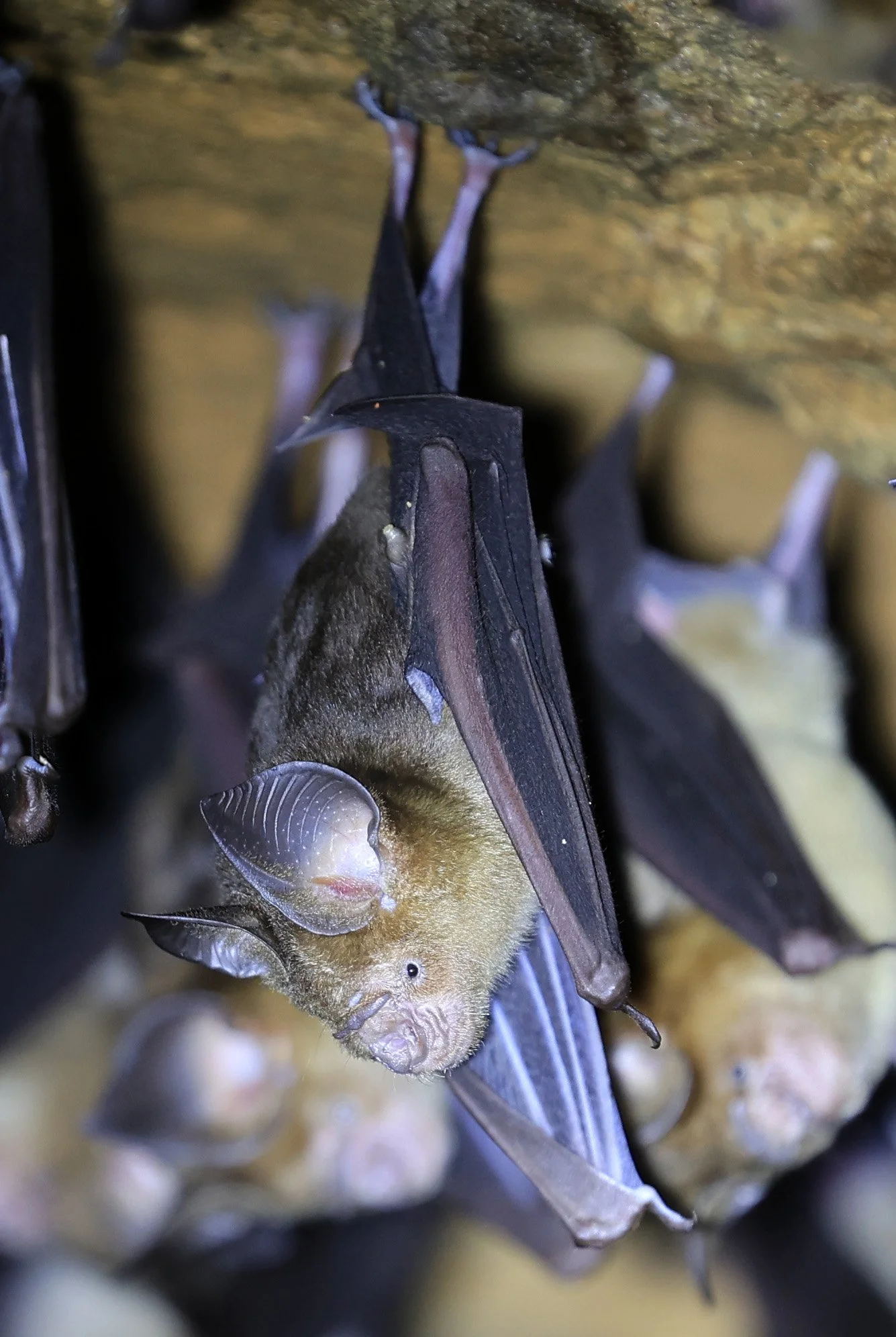 Horsfield’s Leaf-nosed Bat (Hipposideros.larvatus) Wat Tham Sila Thong Temple Pak Chong Thailand near Khao Yai (66).jpg