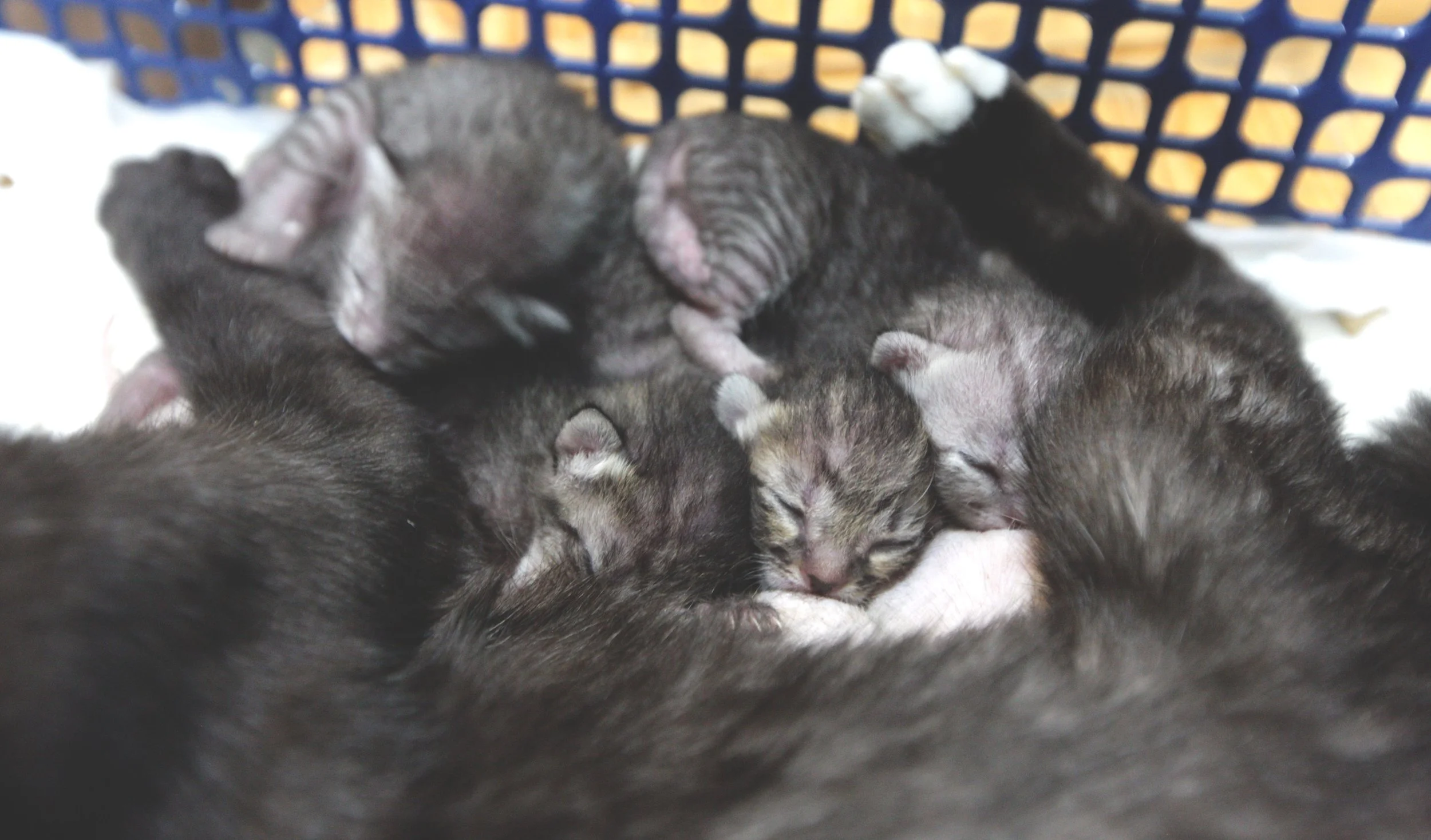 2017 Graffiti Tour in Bangkok (507).JPG