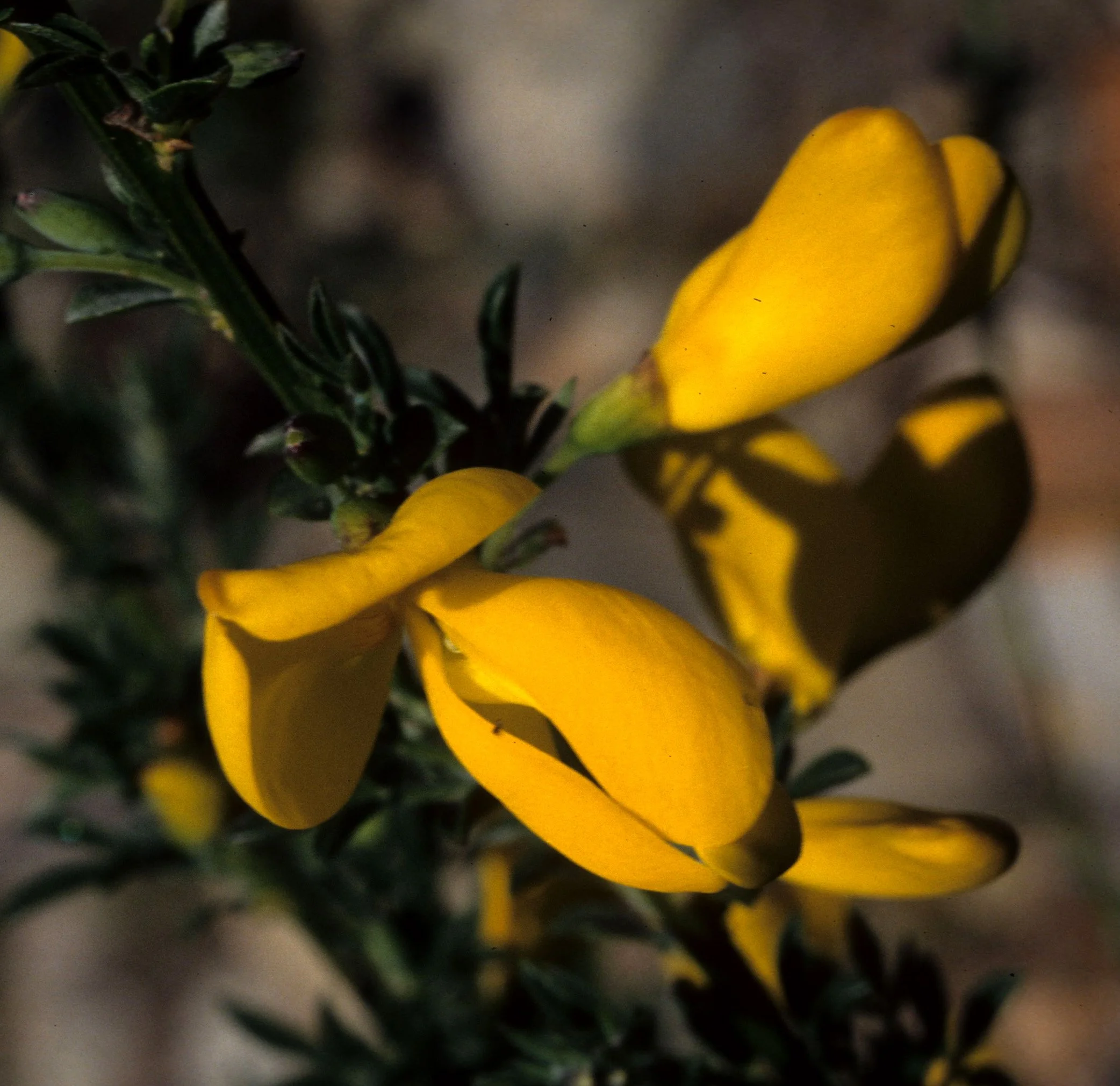 AMERICAN RIVER - SCOTCH BROOM - INTRODUCED INVASIVES B.jpg