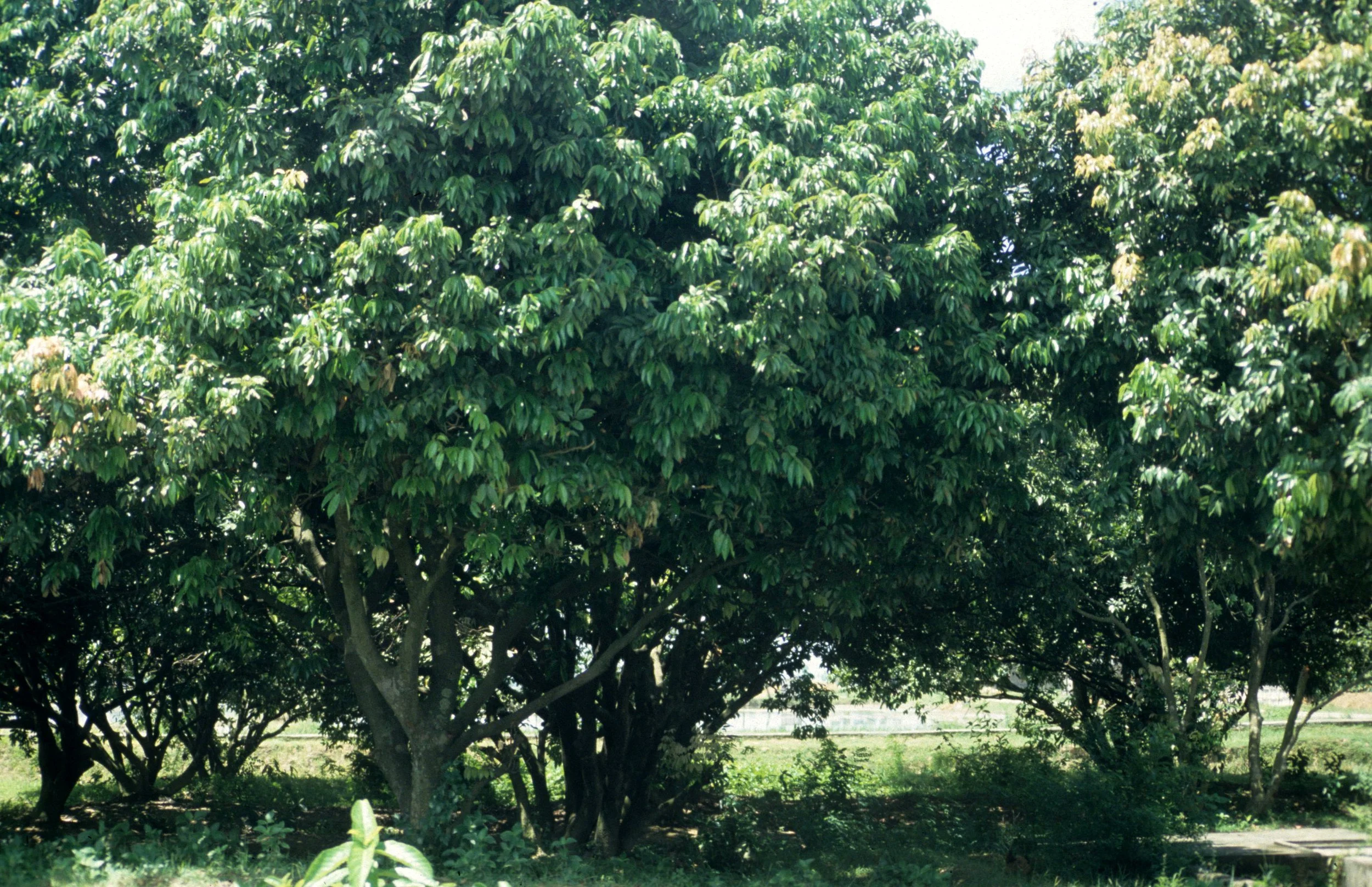 HANOI - LYCHEE FRUIT ORHARD.jpg