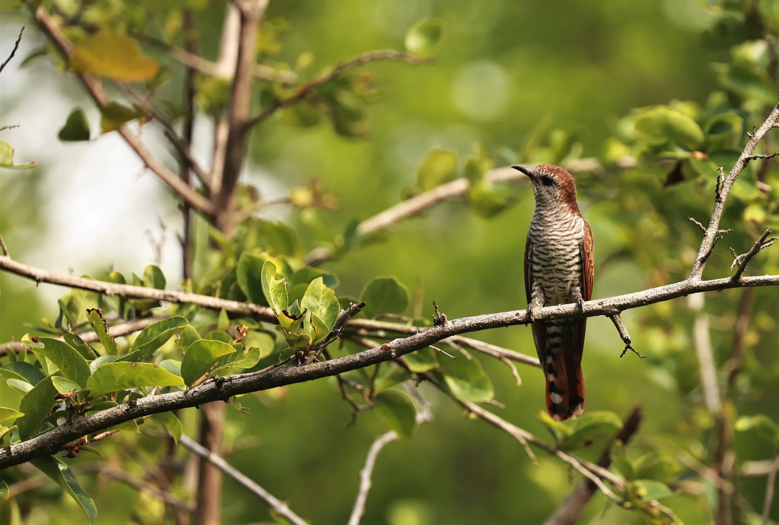 Violet Cuckoo (Chrysococcyx xanthorhynchus) Rama IX Park Bangkok (68).jpg