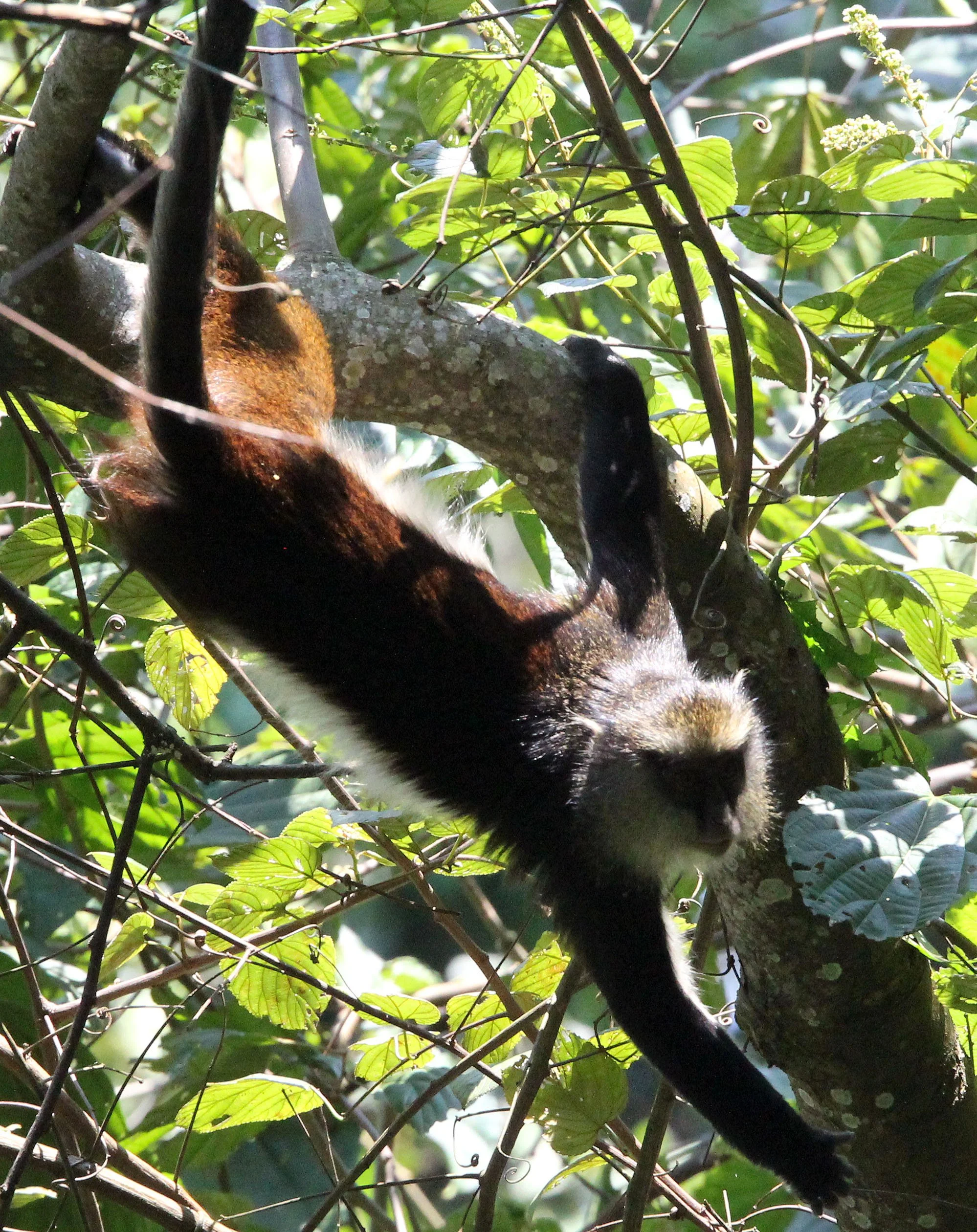 CERCOPITHECIDAE - Cercopithecus denti - DENT'S MONKEY - NYUNGWE NATIONAL PARK RWANDA (265).JPG
