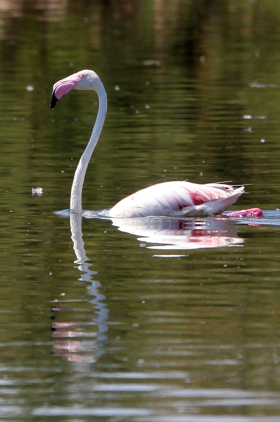 Phoenicopterus roseus - Greater Flamingo - Laguna Dulce Spain (17).JPG