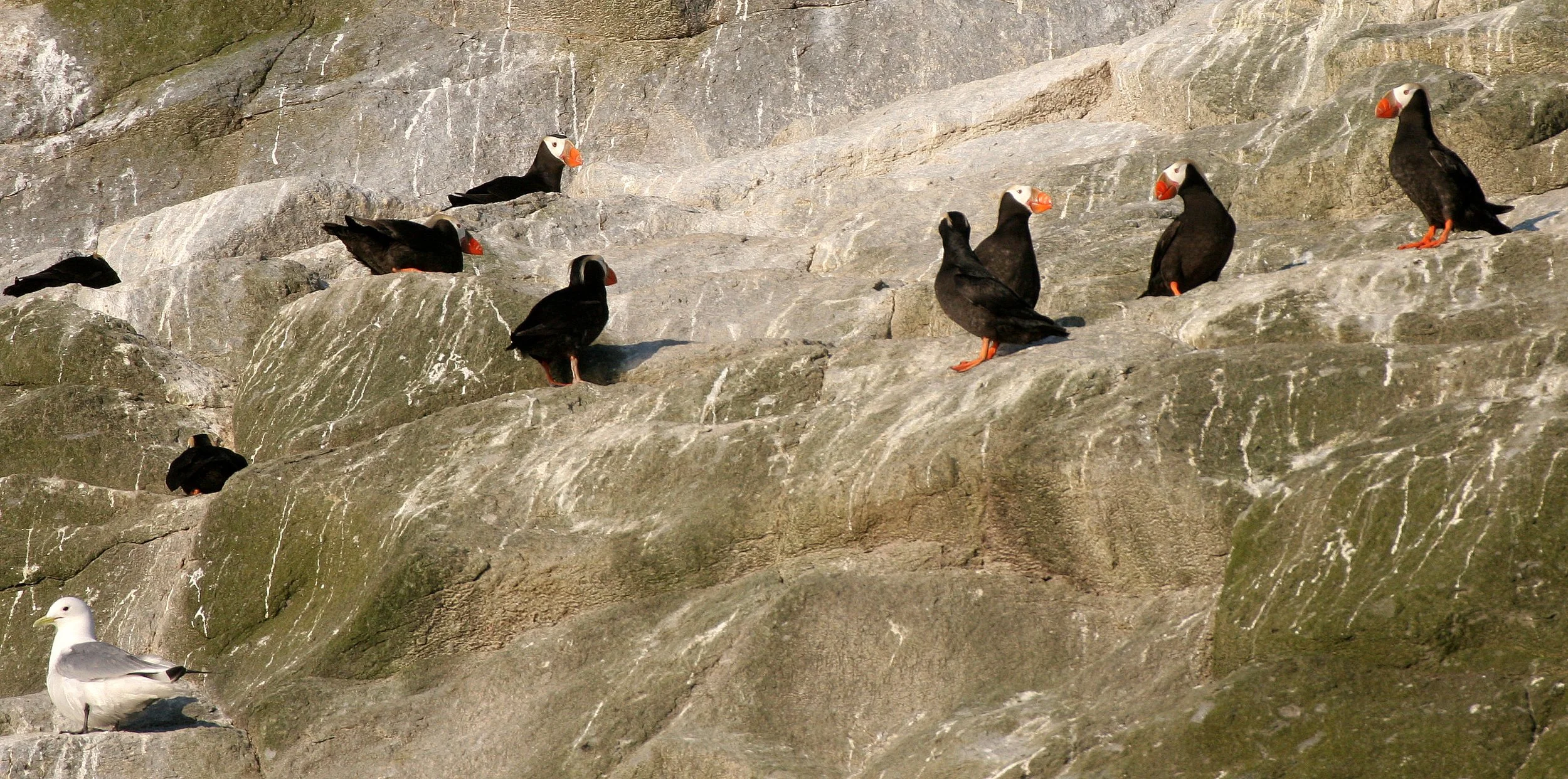 Fratercula cirrhata - TUFTED PUFFIN - COMMANDERS (14).jpg