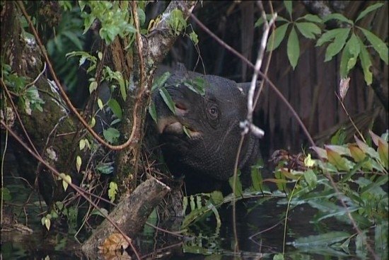 Rhinoceros sondaicus - JAVAN RHINOCEROS - UJUNG KULONG BY Alain Compost.jpg
