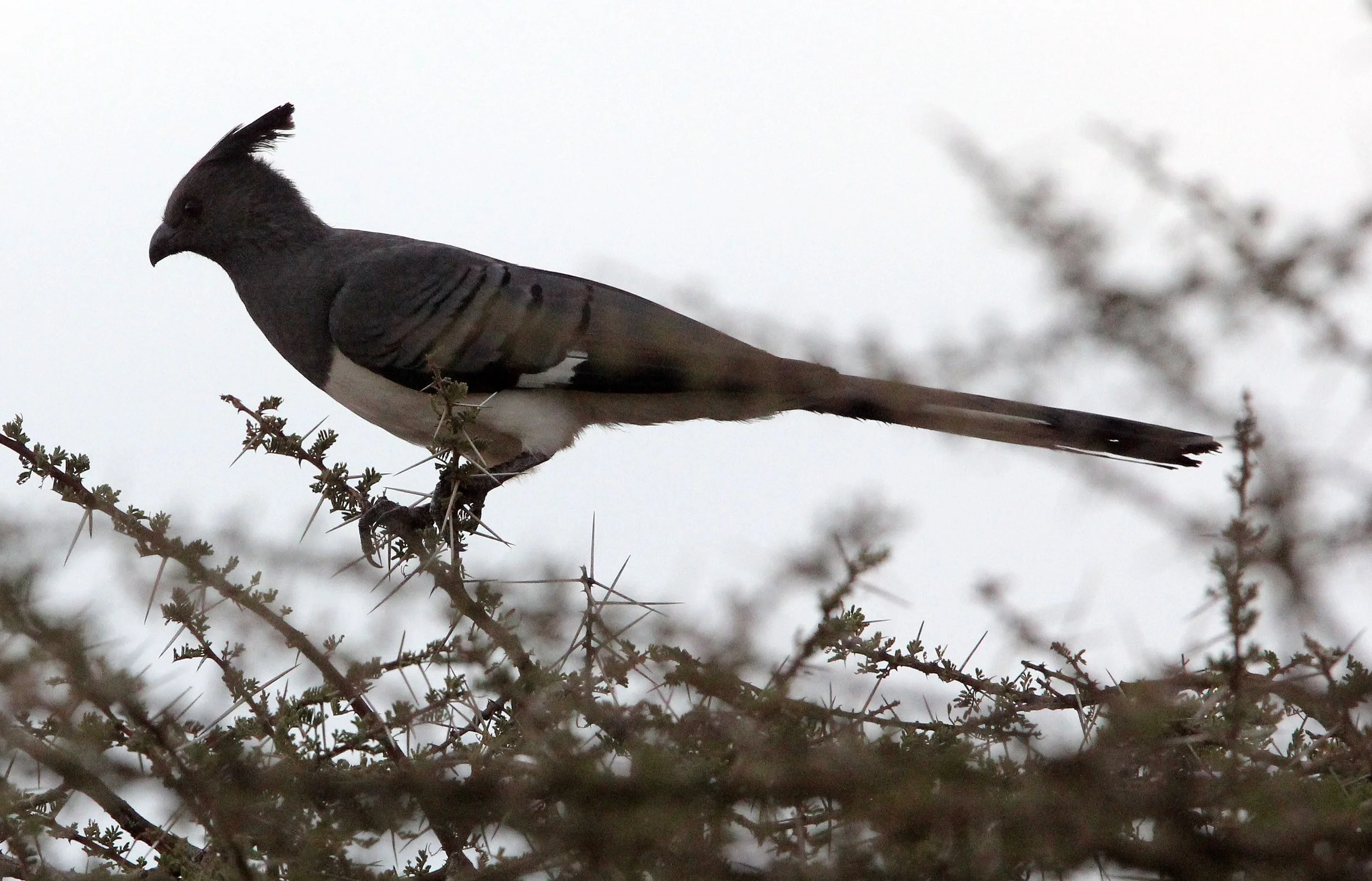 White-bellied Go-away-bird (Crinifer leucogaster) Samburu NP Kenya (1).JPG