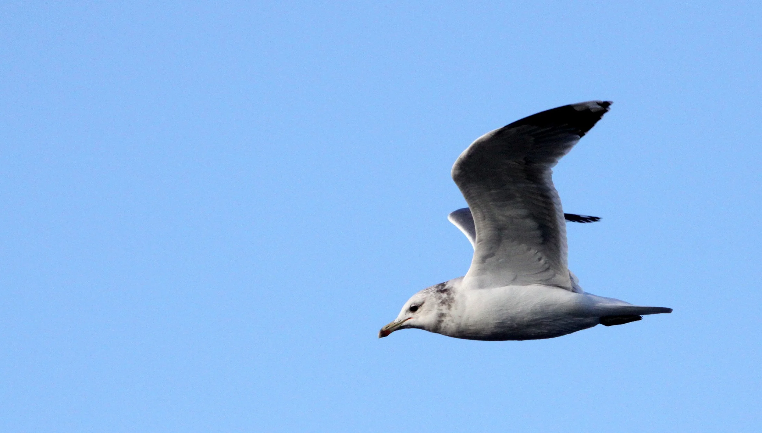 BIRD - GULL - WESTERN GULL - PORT ANGELES HARBOR WA.JPG