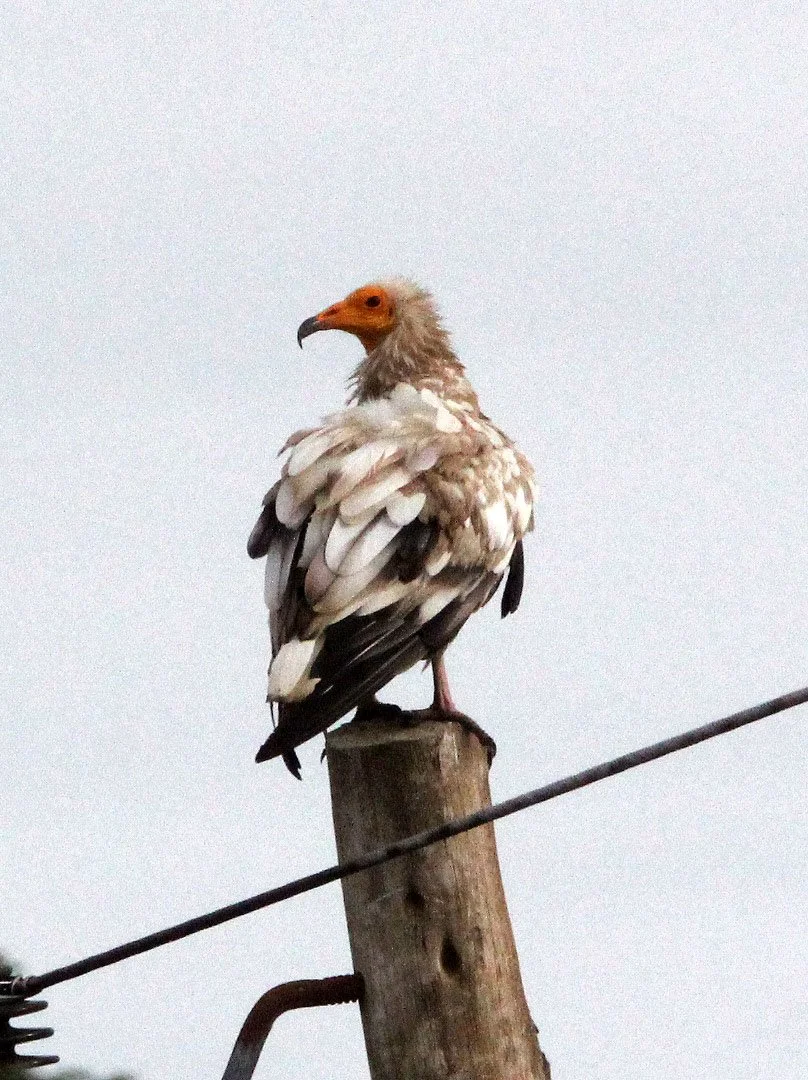 Neophron percnopterus - EGYPTIAN VULTURE - AWASH NATIONAL PARK ETHIOPIA (3).JPG