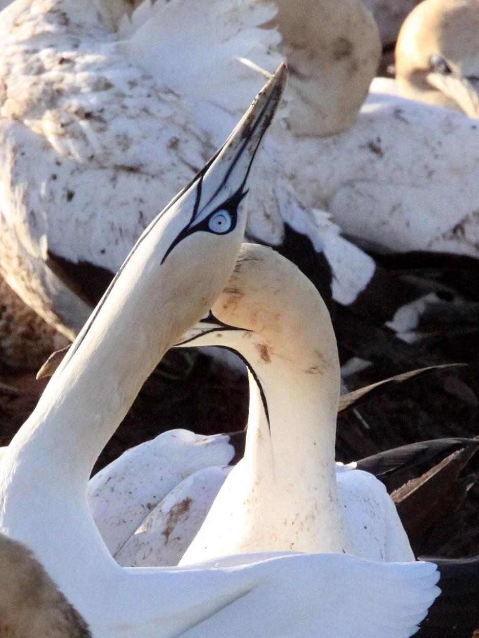Cape gannet (Morus capensis) Lambert's Bay South Africa (39).JPG