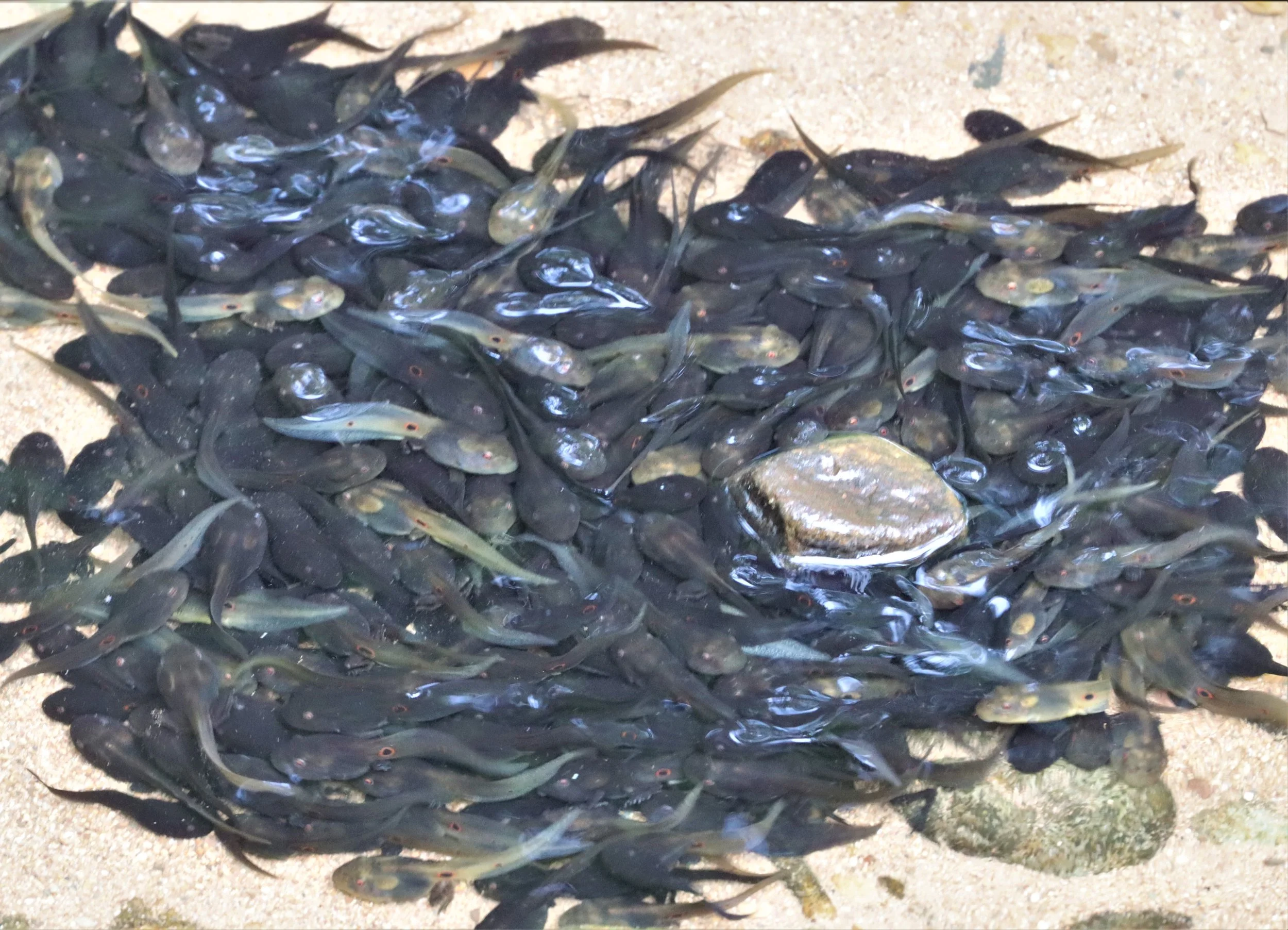 AMPHIBIAN - TADPOLES - KAENG KRACHAN NP.jpg