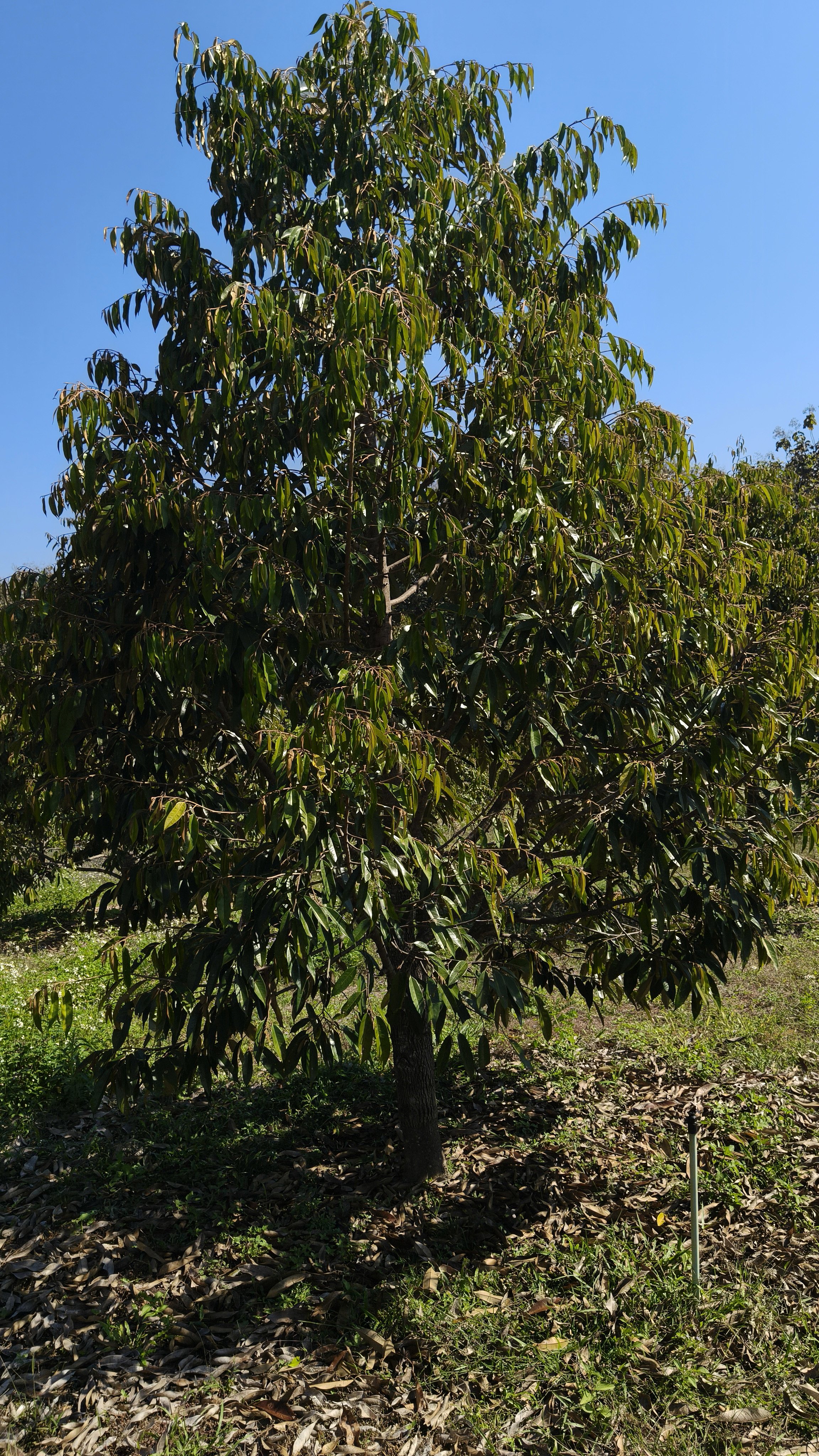 Ngao Durian Farm January 1 2026 (1).jpg