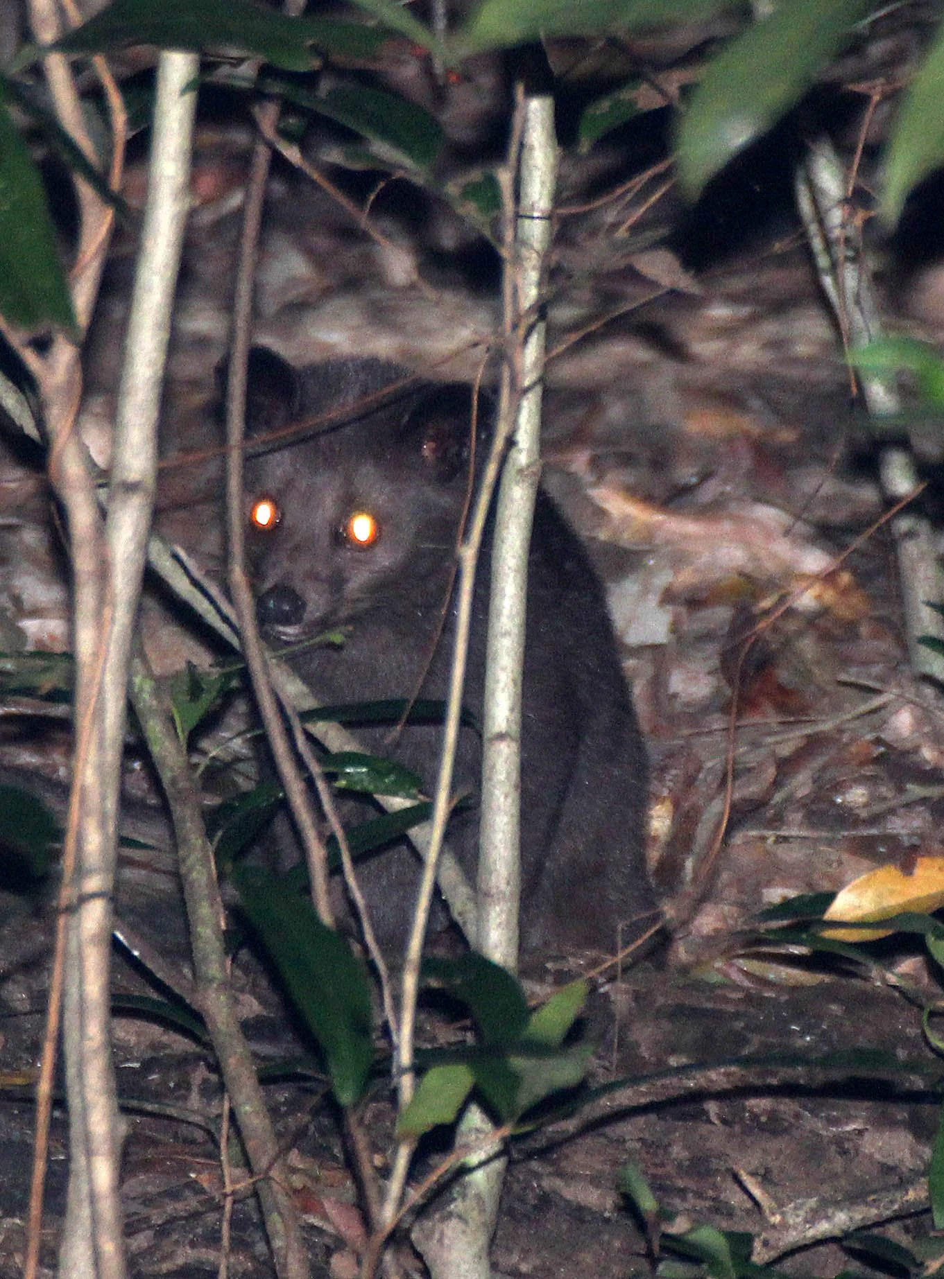 Paradoxurus montanus - SRI LANKAN BROWN PALM CIVET - SIRIGIYA FOREST AREA SRI LANKA (20).JPG