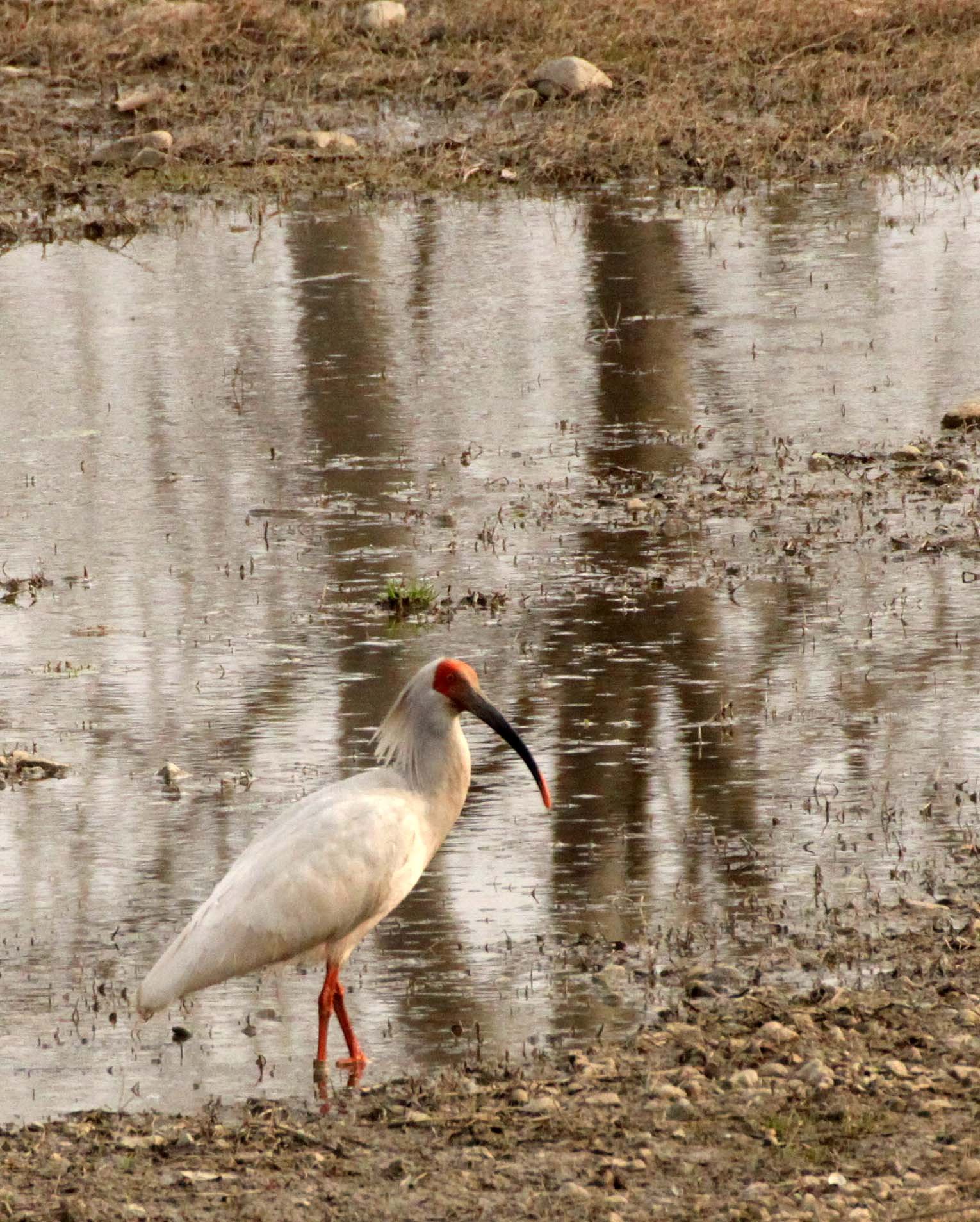 IBIS - CRESTED IBIS - Nipponia nippon - YANG COUNTY SHAANXI PROVINCE CHINA (74).JPG