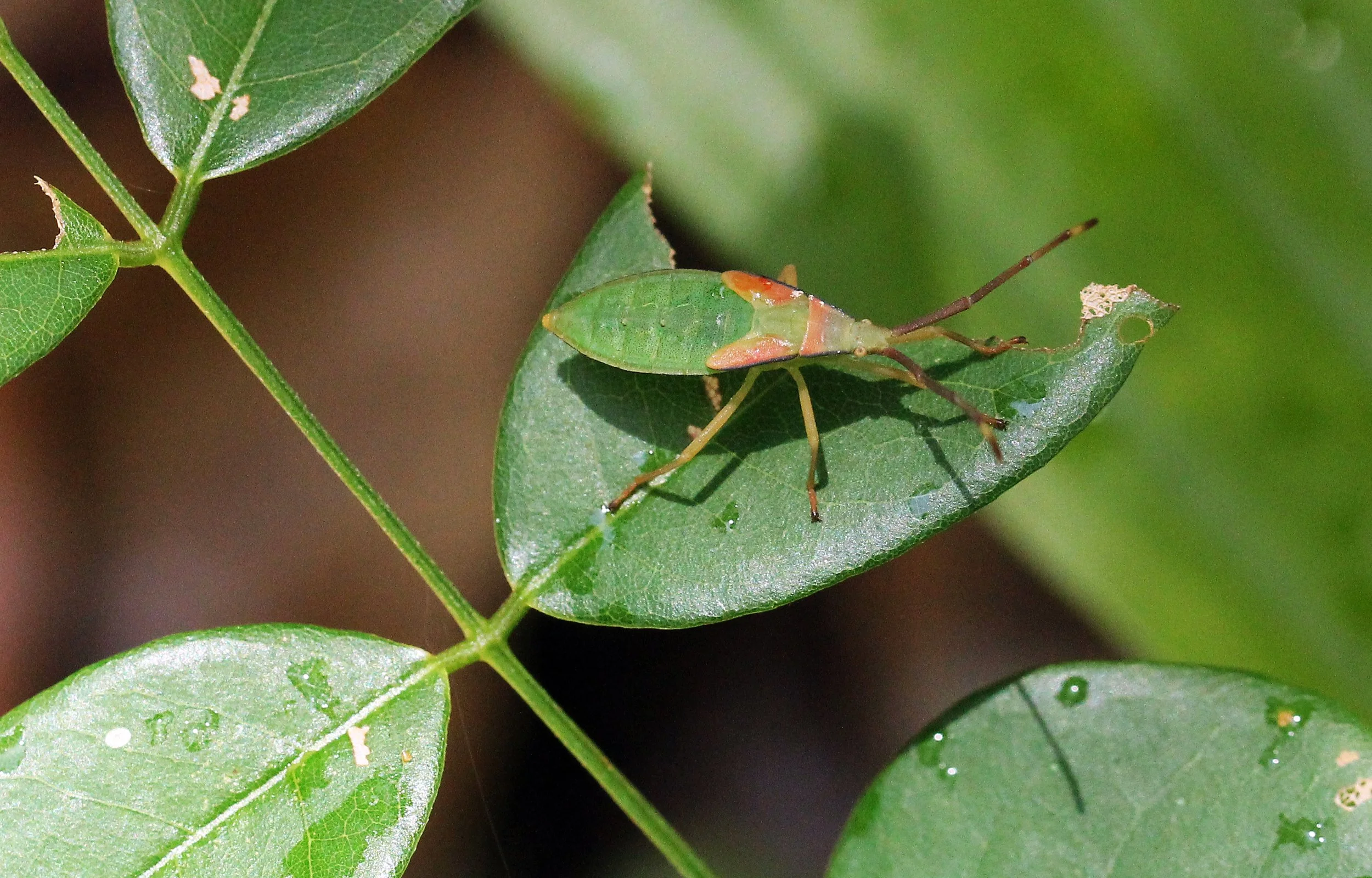 Hemiptera species 5 - Koh Lanta, Thailand (20).JPG
