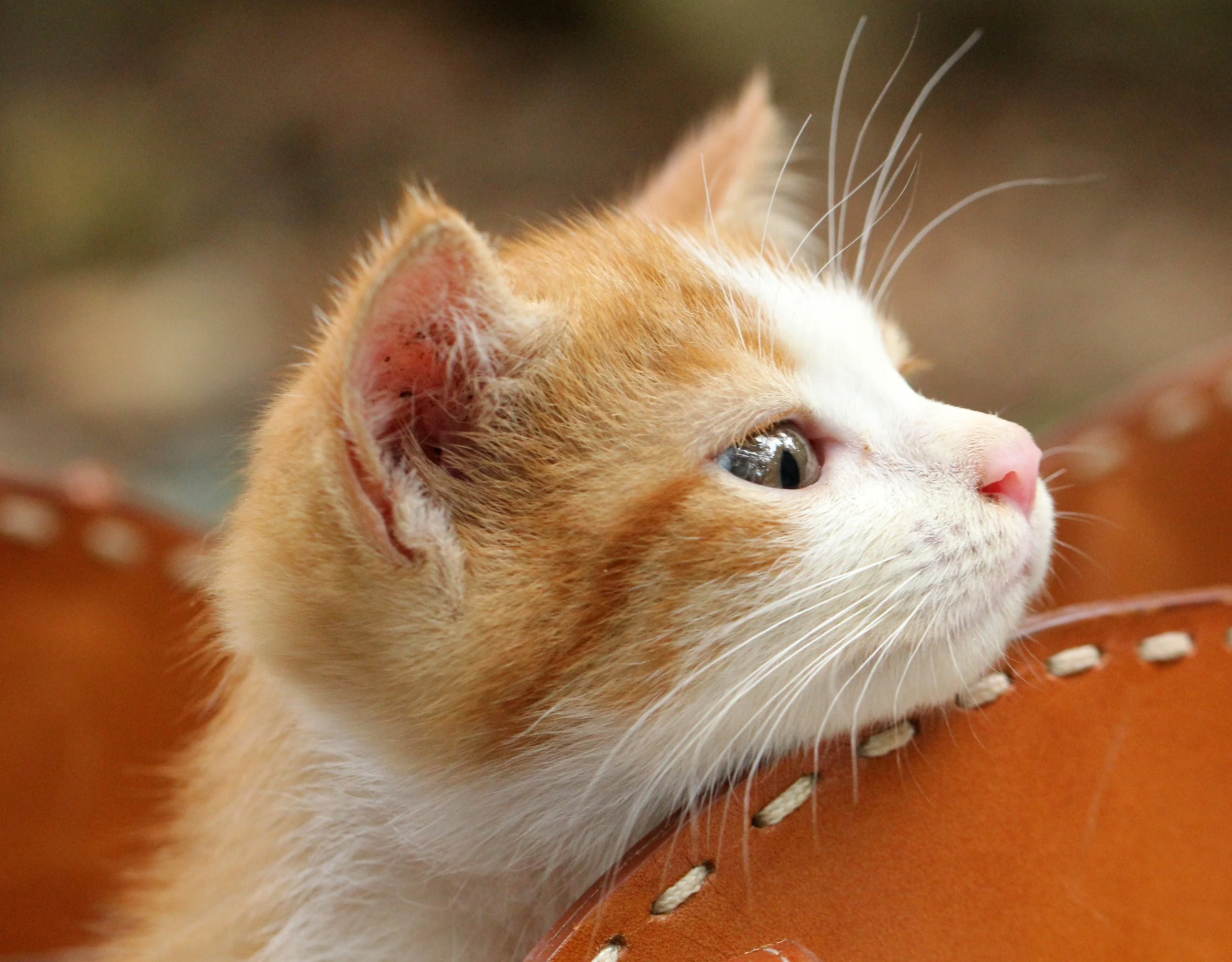 2015 Koh Lanta Summer Misc Images (996).JPG