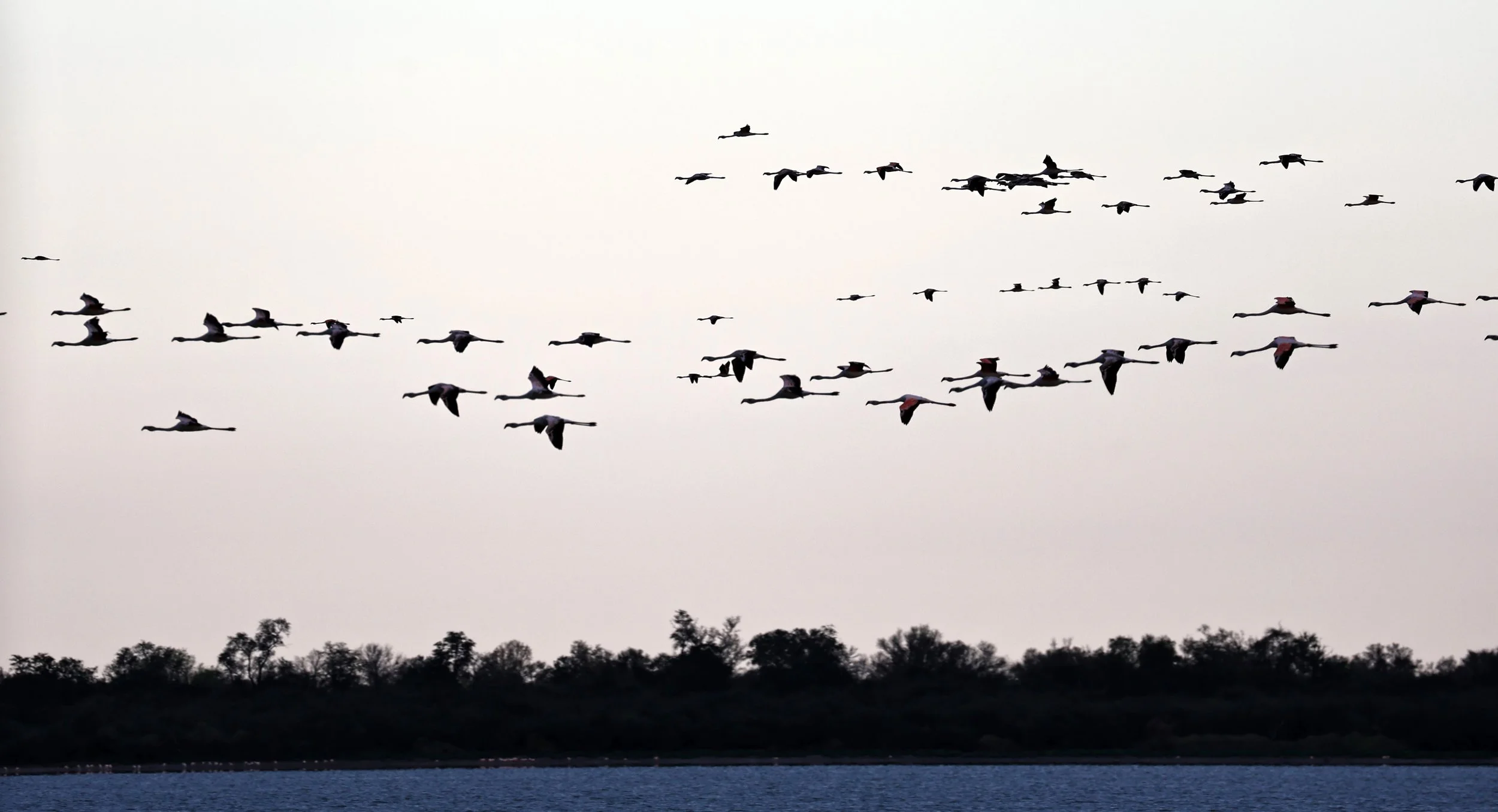Chilean Flamingo (Phoenicopterus chilensis) Chaco Lodge & Laguna Salada Paraguay (108).jpg