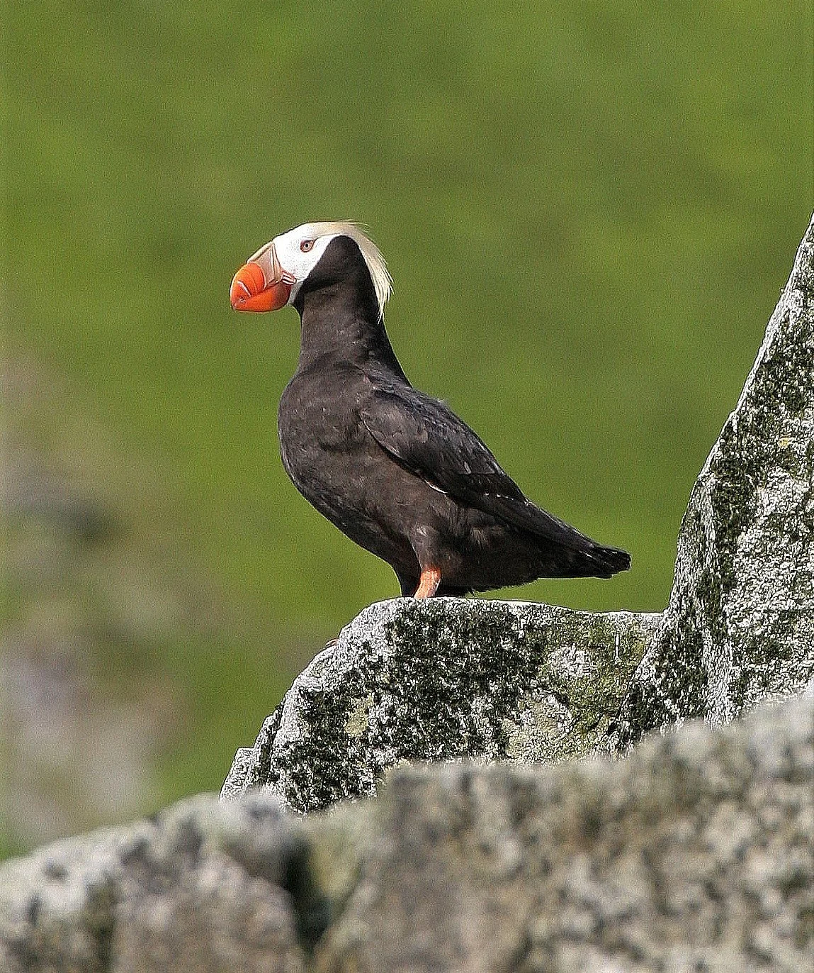 Fratercula cirrhata - TUFTED PUFFIN - COMMANDER ISLANDS aa (3).jpg