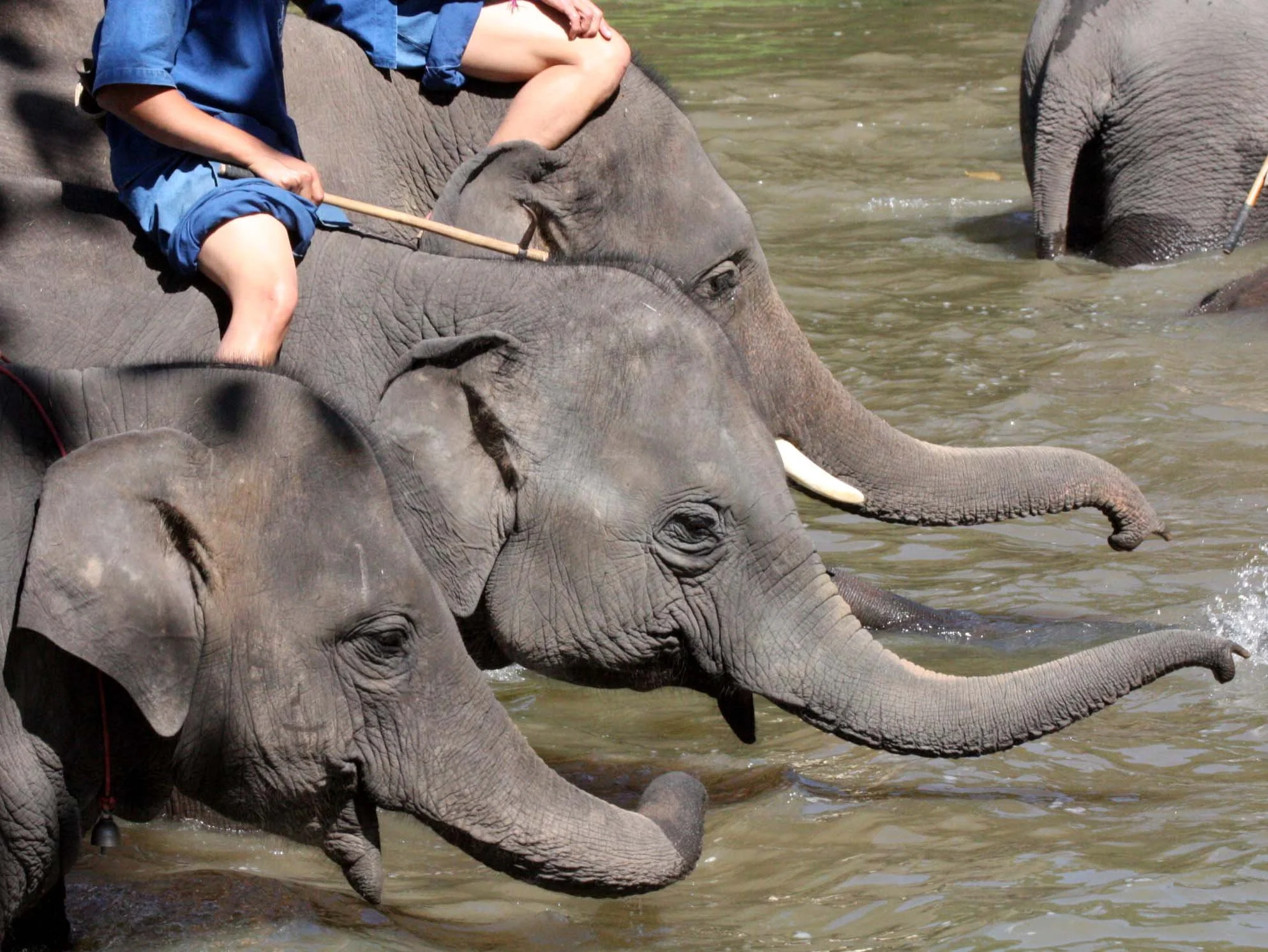 2008 Lampang City & Elephant Center (82).JPG
