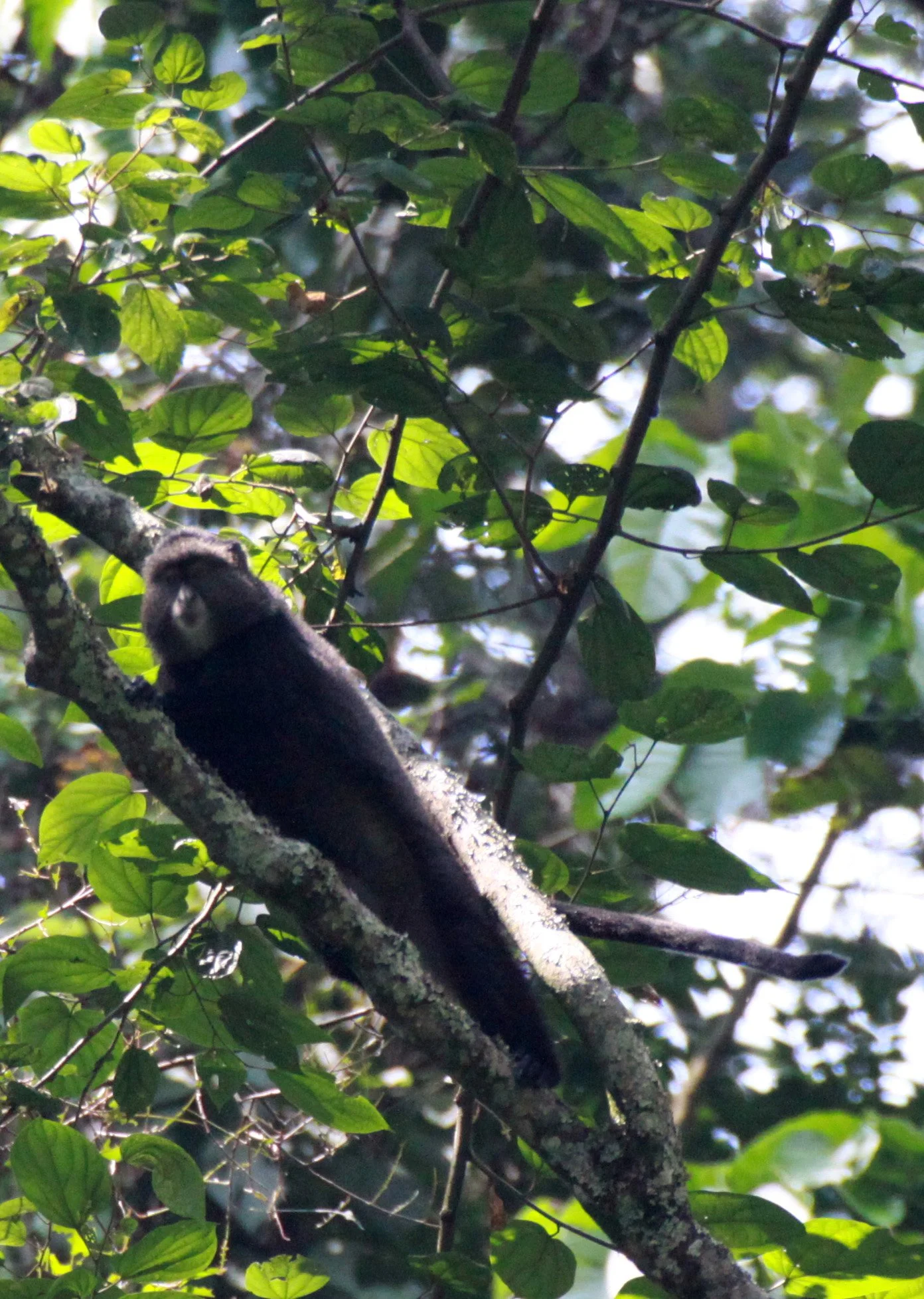 CERCOPITHECIDAE - Cercopithecus mitis - BLUE MONKEY - RWENZORI NATIONAL PARK UGANDA (59).JPG