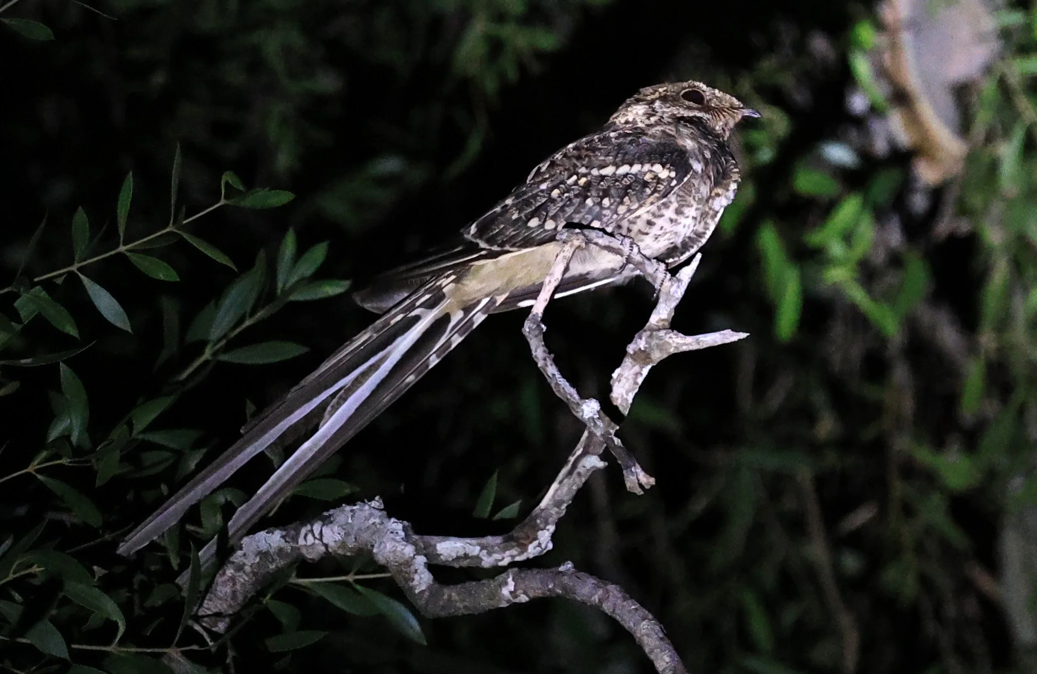 Scissor-tailed Nightjar (Hydropsalis torquata) Agua Dulce Paraguay (9).jpg