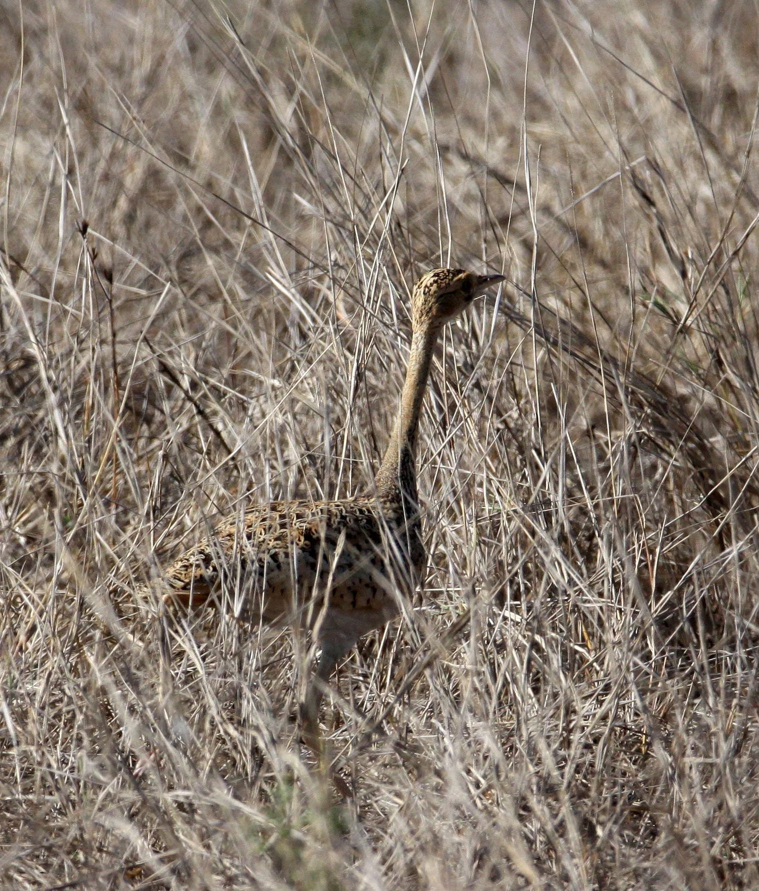 Lesser florican (Sypheotides indicus) Blackbuck NP, Gujarat India (4).JPG