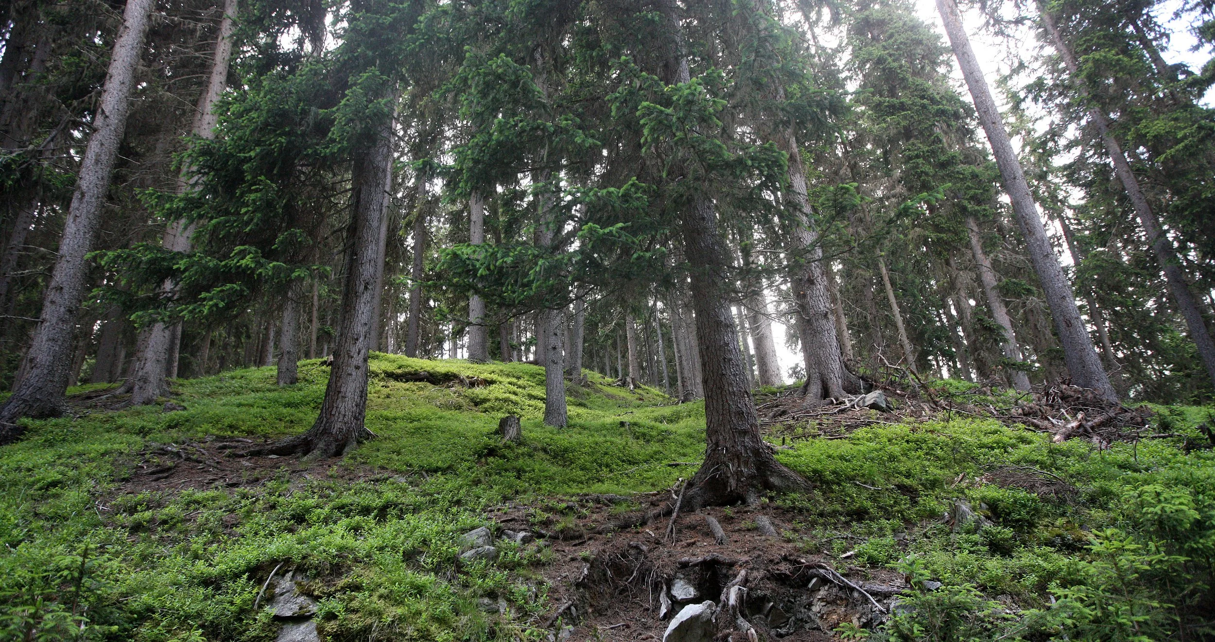 SOLDA ITALY - STELVA NATIONAL PARK (3).JPG