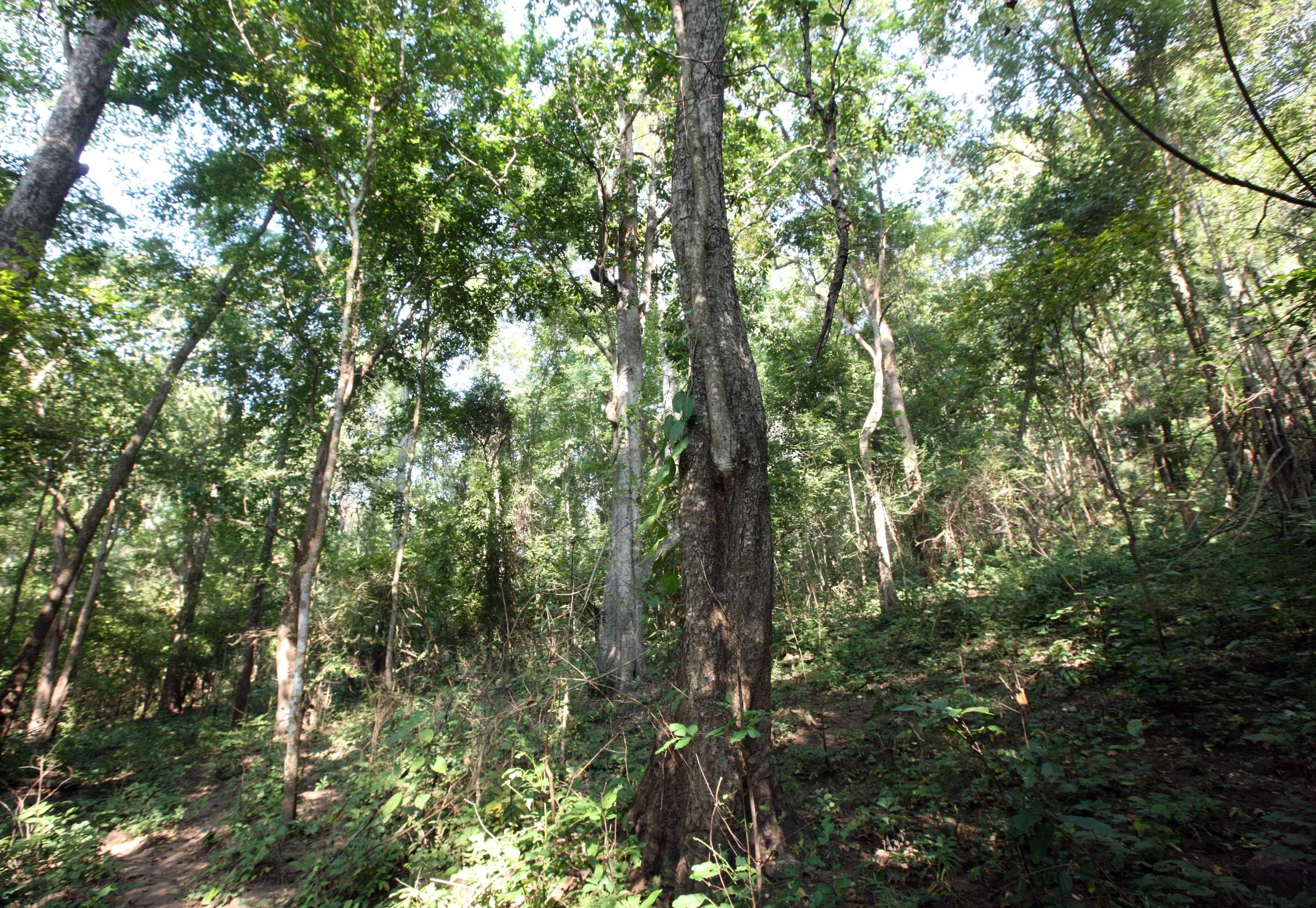 2014 Huai Kha Khaeng Bruce Kekule Trip (119).JPG