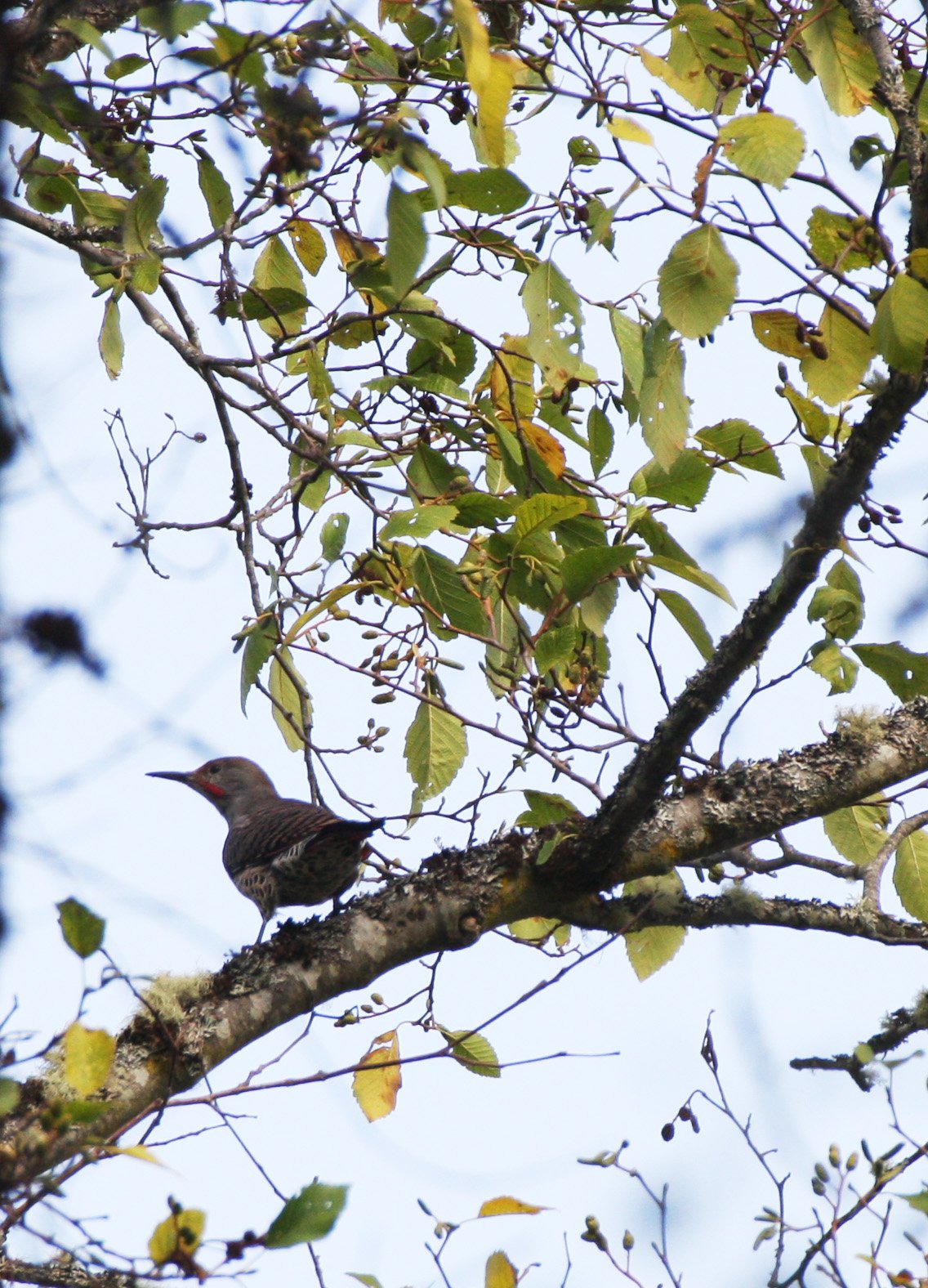 BIRD - WOODPECKER - FLICKER - NORTHERN FLICKER (2).JPG