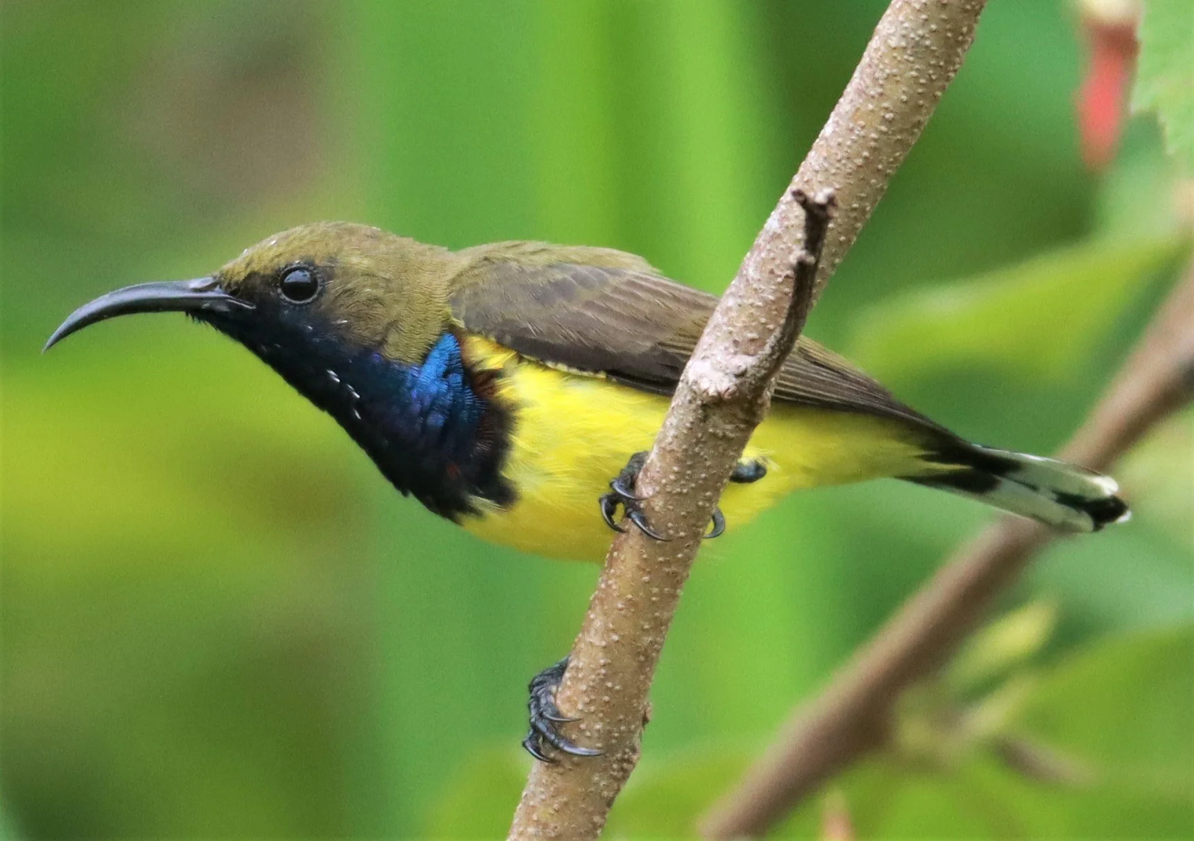 SUNBIRD - OLIVE-BACKED SUNBIRD - Nectarinia jugularis - NONG YA PLONG PETCHABURI (37).jpg