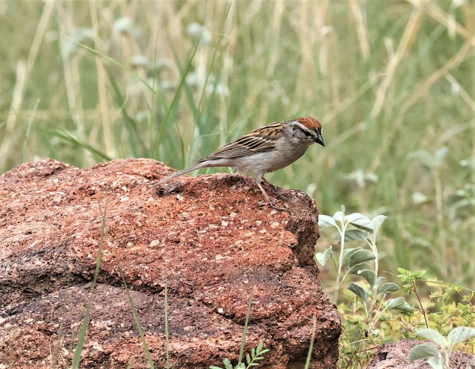 Rufous-crowned Sparrow (Aimophila ruficeps) Davis Mountains State Park Texas (2).jpg