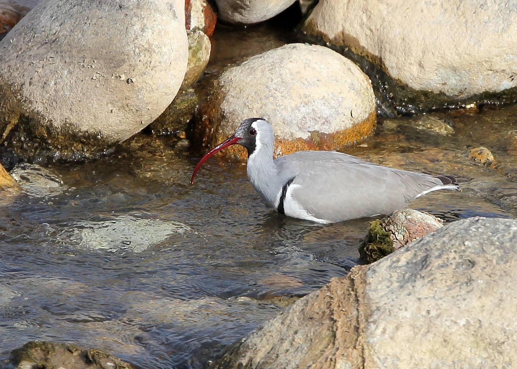 BIRD - IBISBILL - FOPING CITY, SHAANXI CHINA (45).JPG