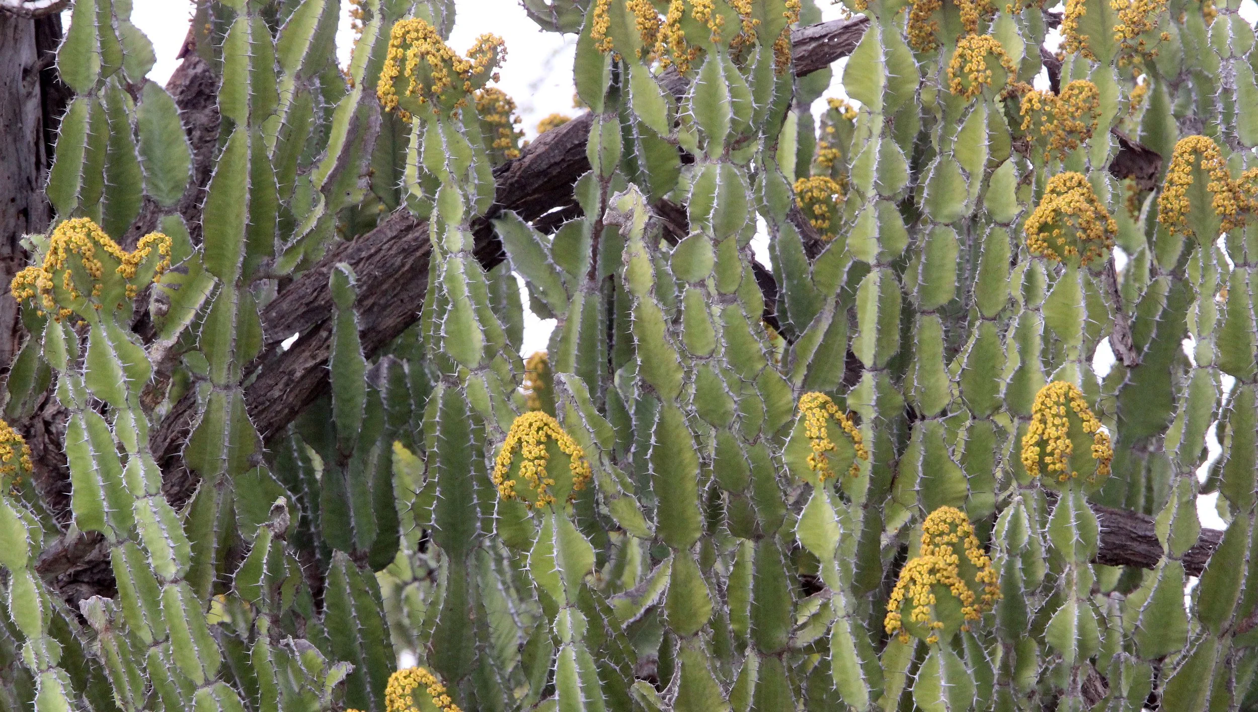SAMBURU NATIONAL PARK KENYA (92).JPG