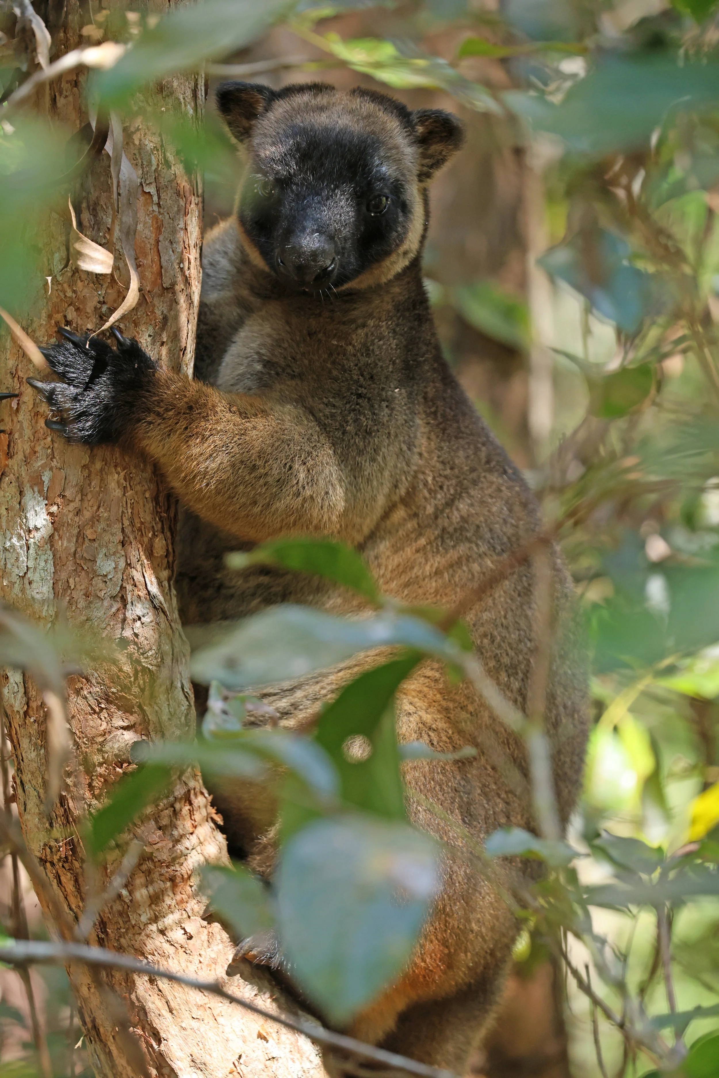 Lumholtz's Tree-kangaroo (Dendrolagus lumholtzi) Chambers Lodge Atherton Tablelands - Queensland 