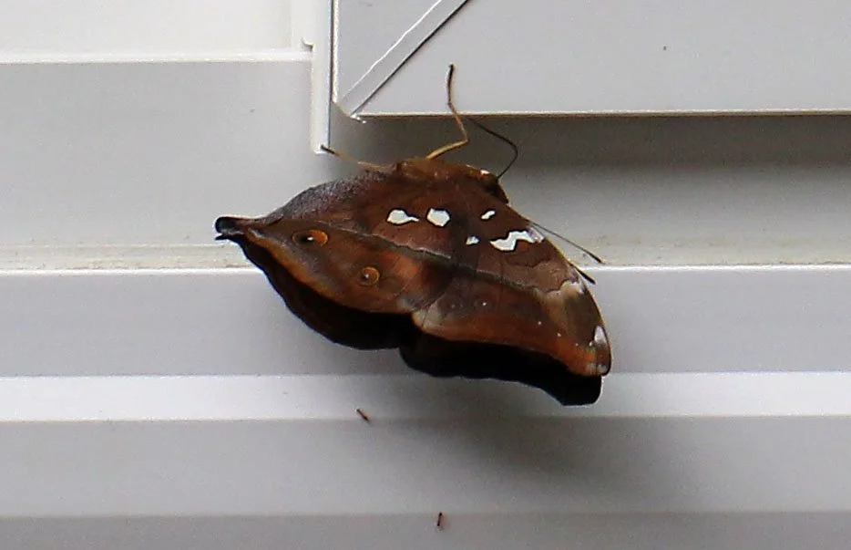 Nymphalidae - Doleschallia bisaltide - Koh Lanta, Thailand 